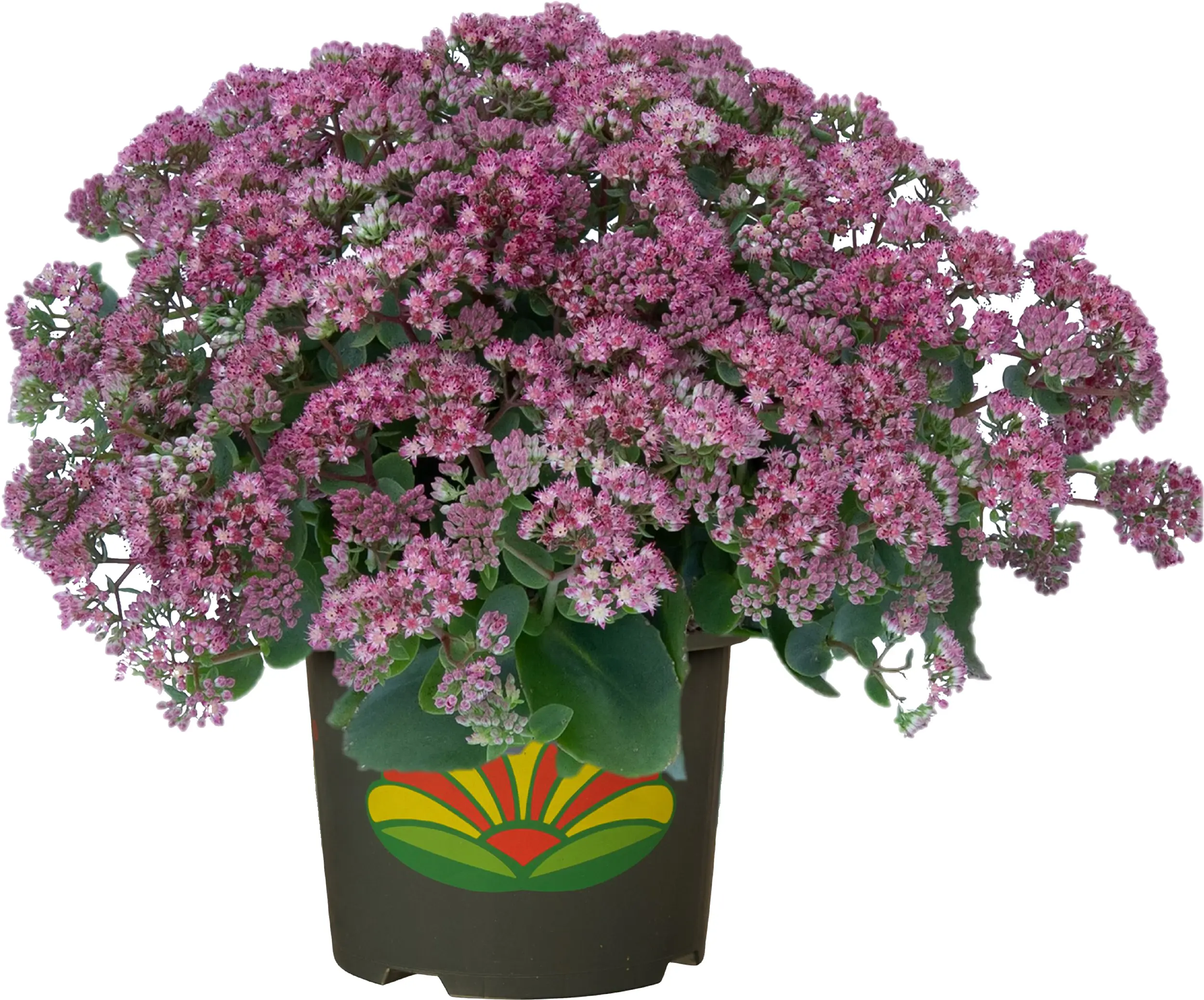 Sedum in Sorten Fetthenne in Sorten 30 cm 5 L Container