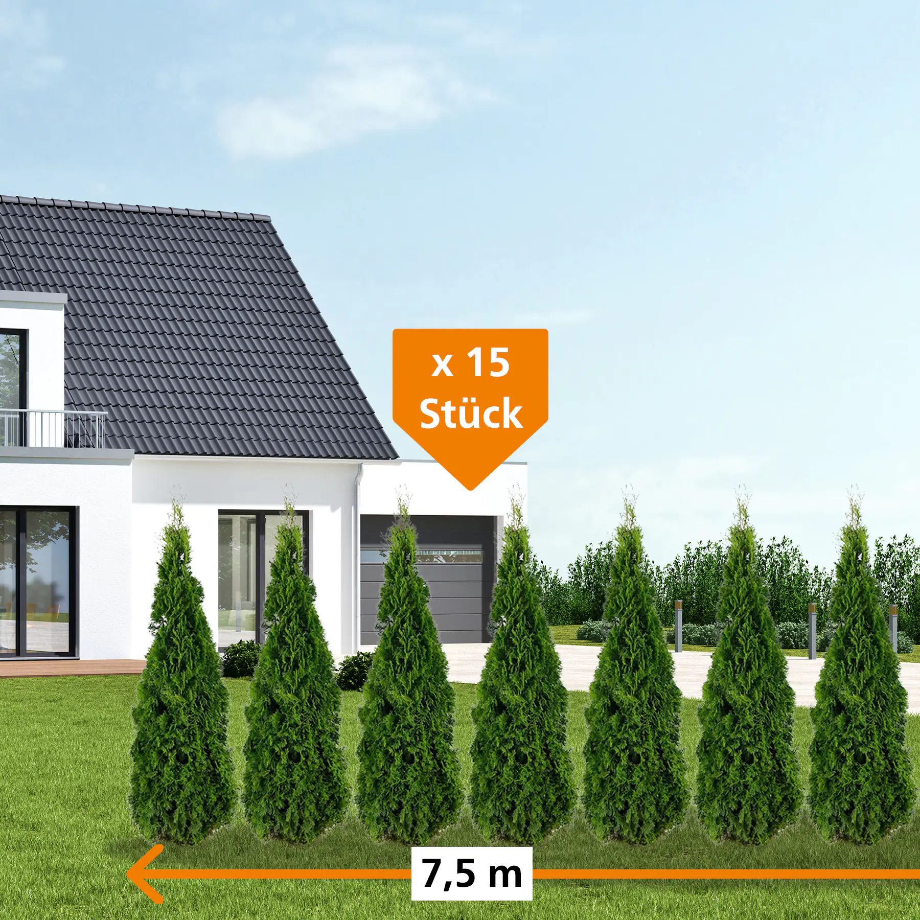 Lebensbaum Thuja occ. Smaragd H 160 - 180 cm, 15 Stück Lebensbaum Thuja occ. Smaragd H 160 - 180 cm, 15 Stück