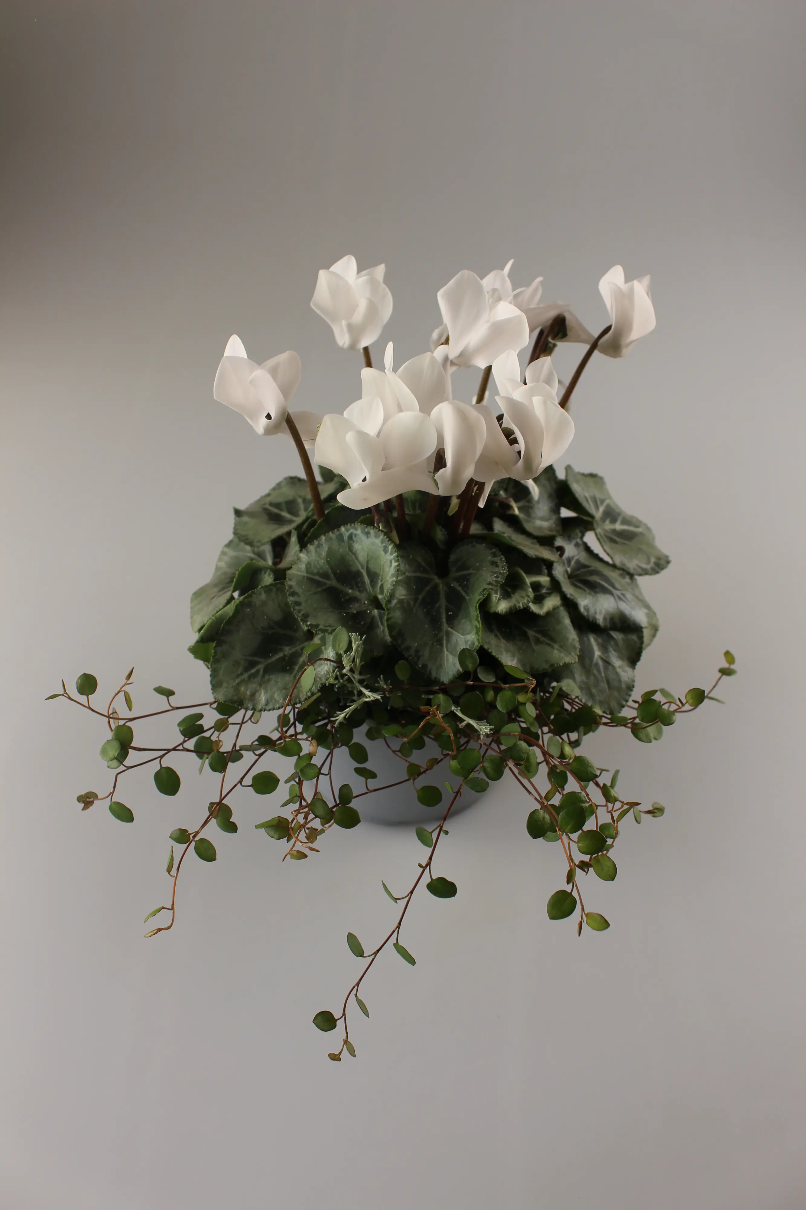 Alpenveilchen Cyclamen purpurascens 14 cm Topf Alpenveilchen Cyclamen purpurascens 14 cm Topf