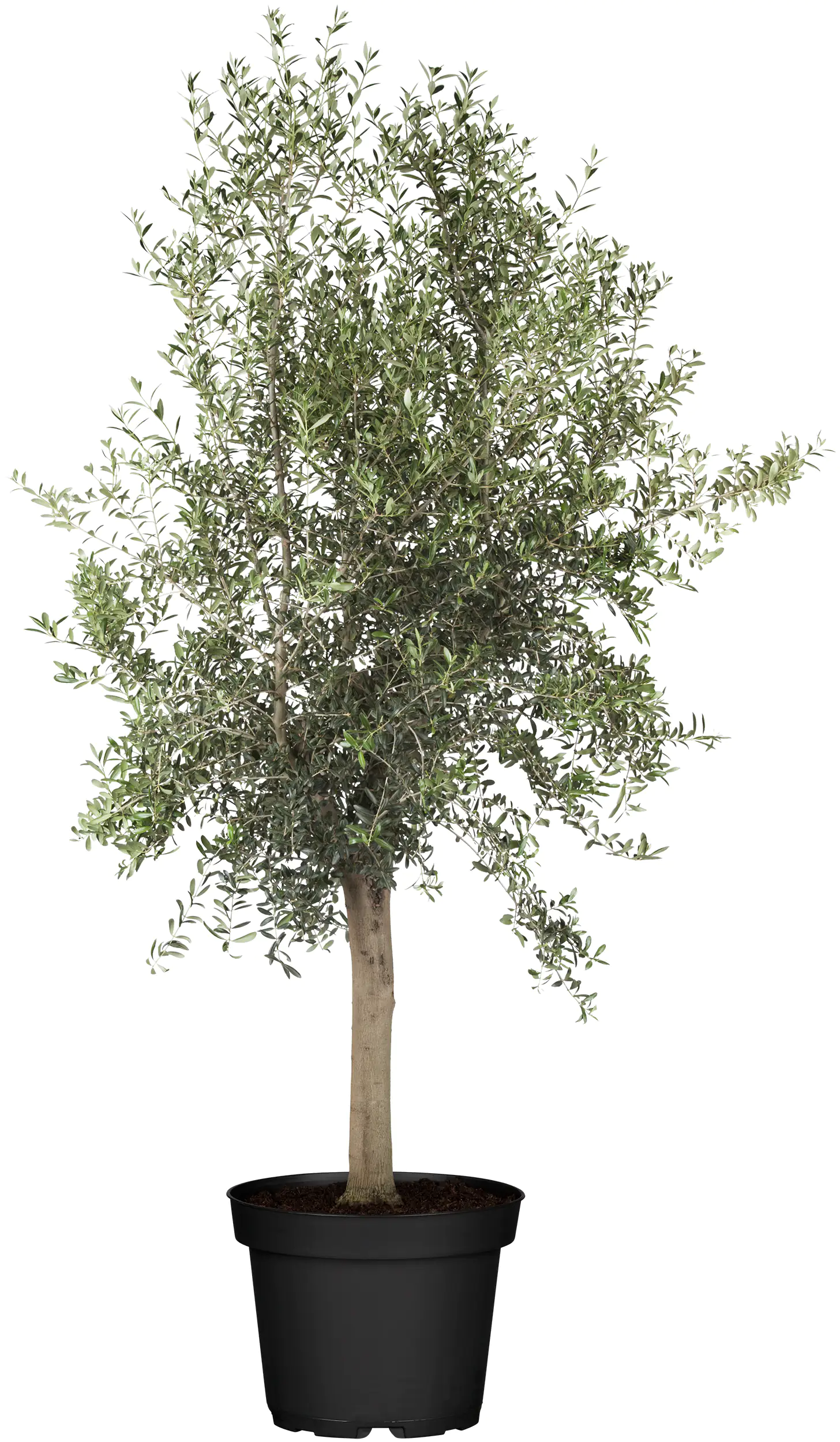 8717929990375_01 Olivenbaum Olea Europaea H ab 160 cm 35 L Container
