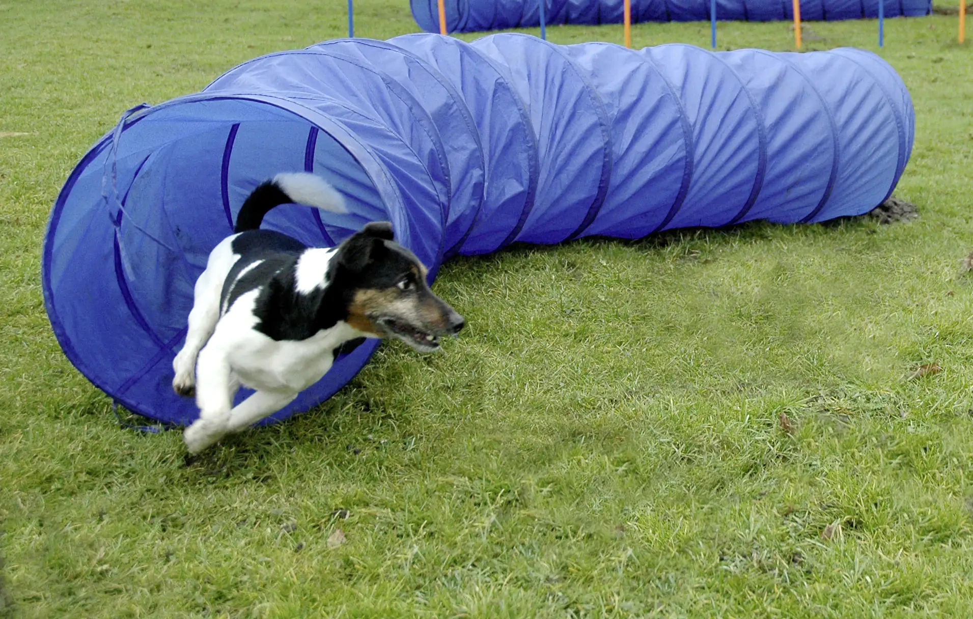 Dobar Agility-Tunnel Ø 50 x 300 cm