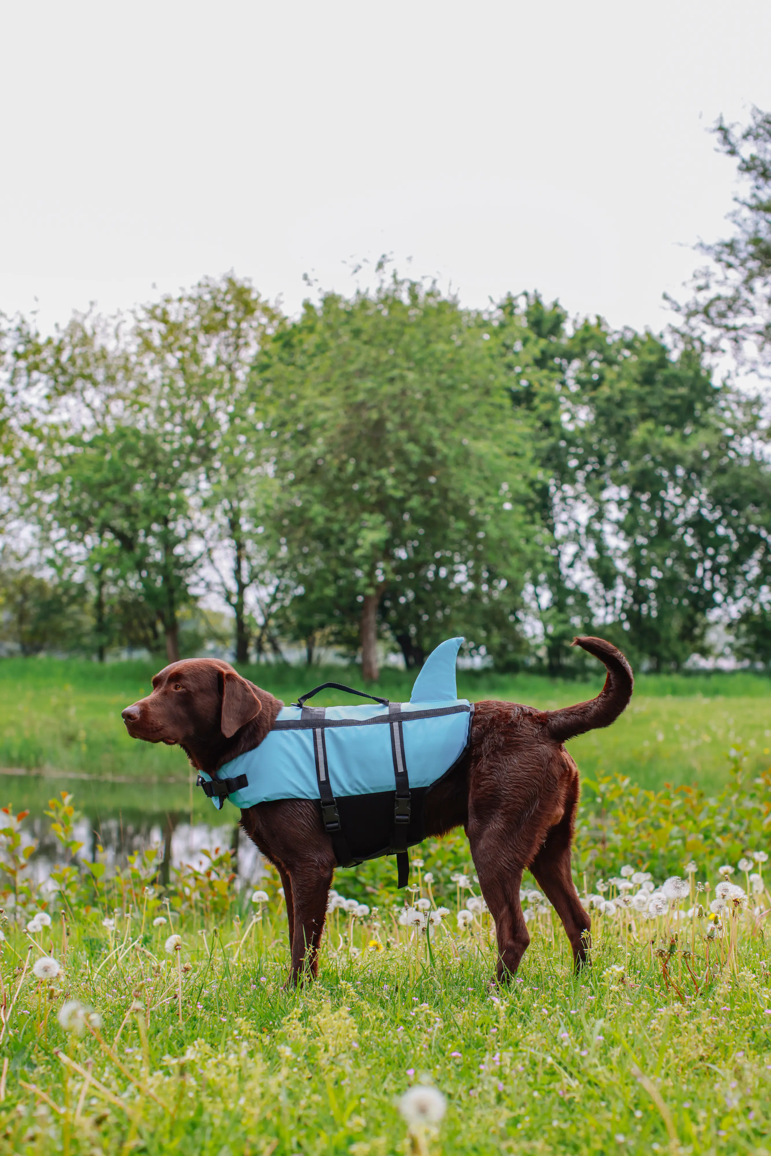 Nobby Hunde Schwimmweste Sharki mit Haiflosse hellblau Nobby Hunde Schwimmweste Sharki mit Haiflosse hellblau