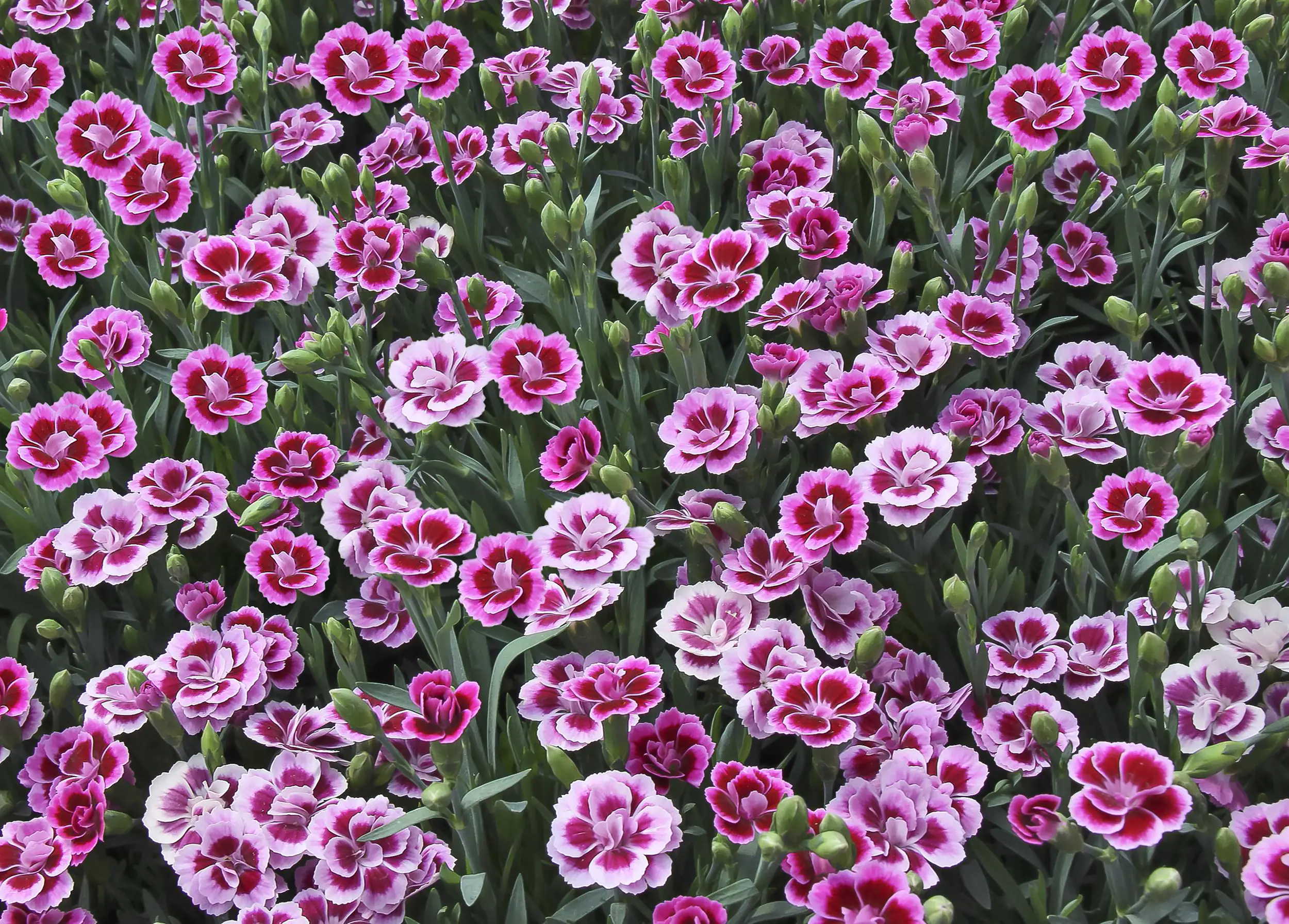 Nelke Dianthus Pink Kisses 10,5 cm Topf