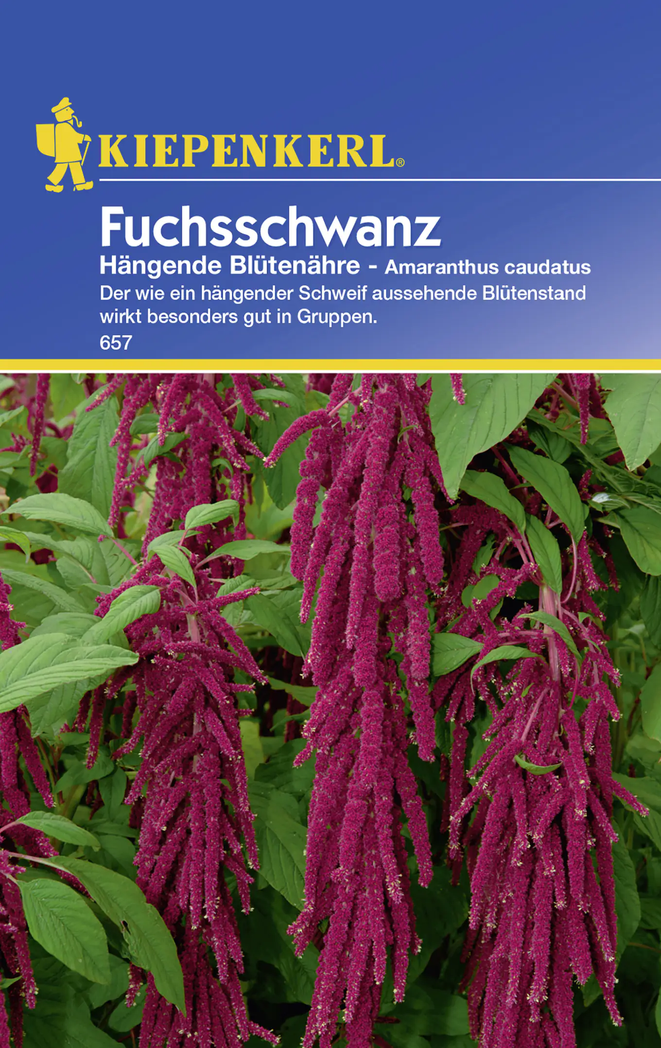 Kiepenkerl Fuchsschwanz Hängende Blütenähre Amaranthus caudatus, Inhalt: ca. 80 Pflanzen Kiepenkerl Fuchsschwanz Hängende Blütenähre Amaranthus caudatus, Inhalt: ca. 80 Pflanzen