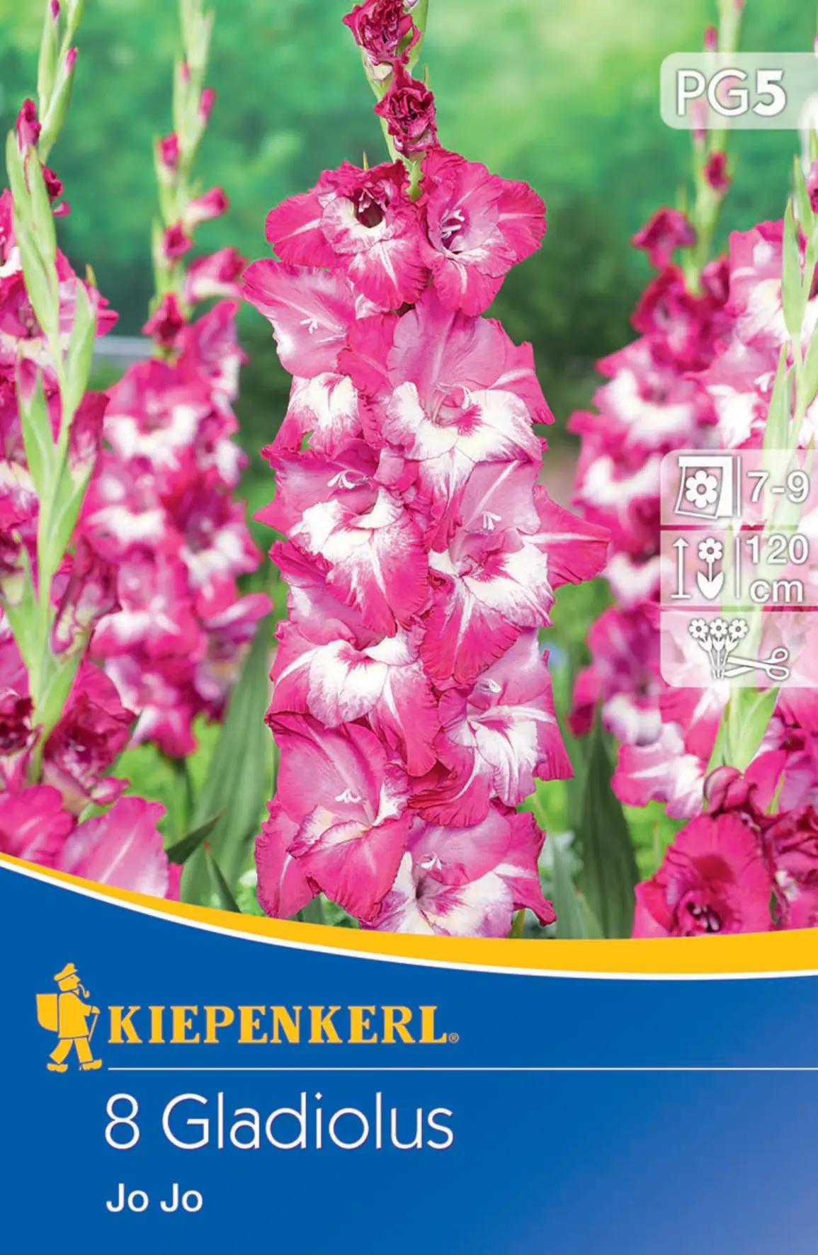 Kiepenkerl Großblumige Gladiole Jo Jo