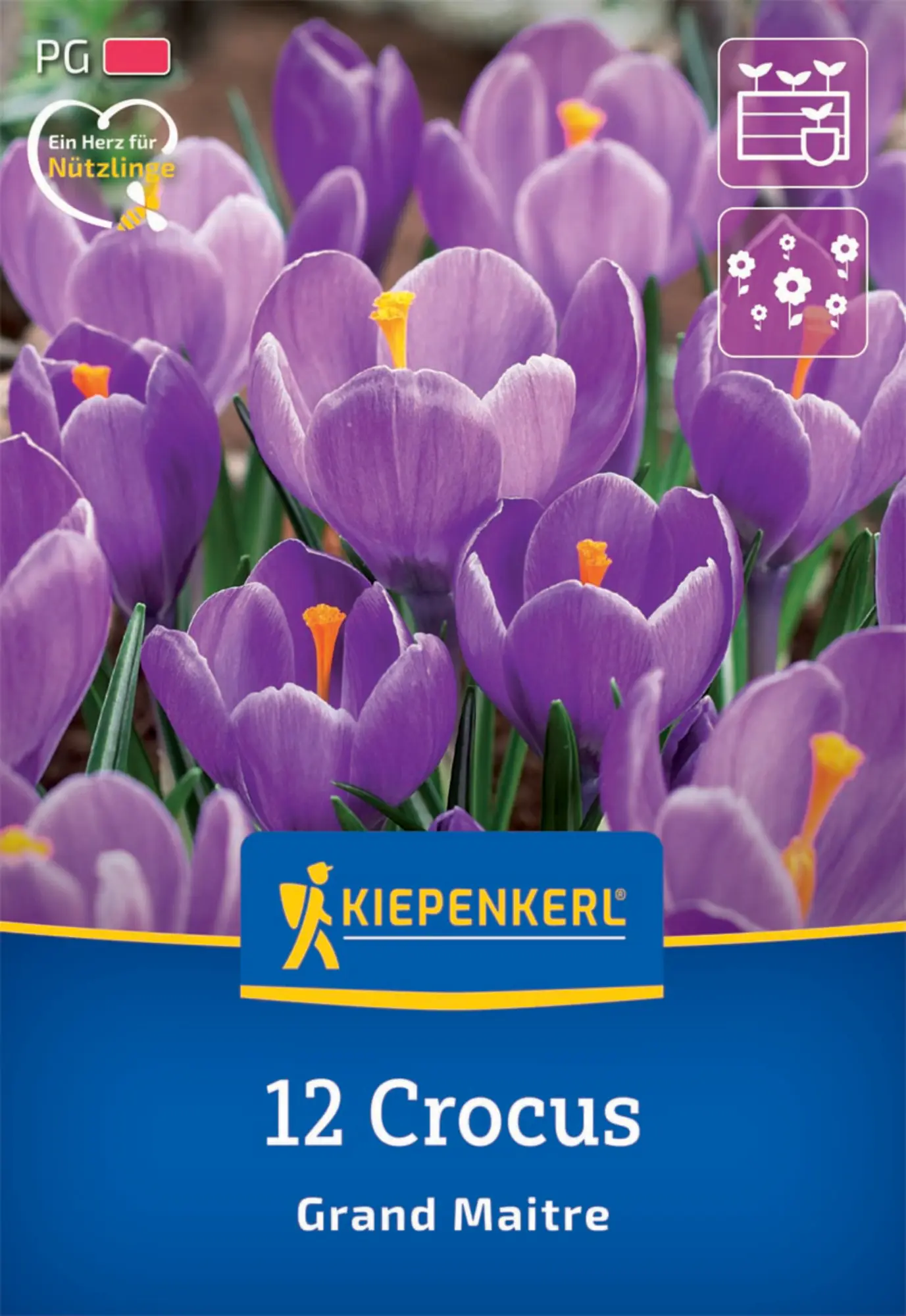 Kiepenkerl Herbstblumenzwiebel Krokus Grand Maitre 12 Pflanzen