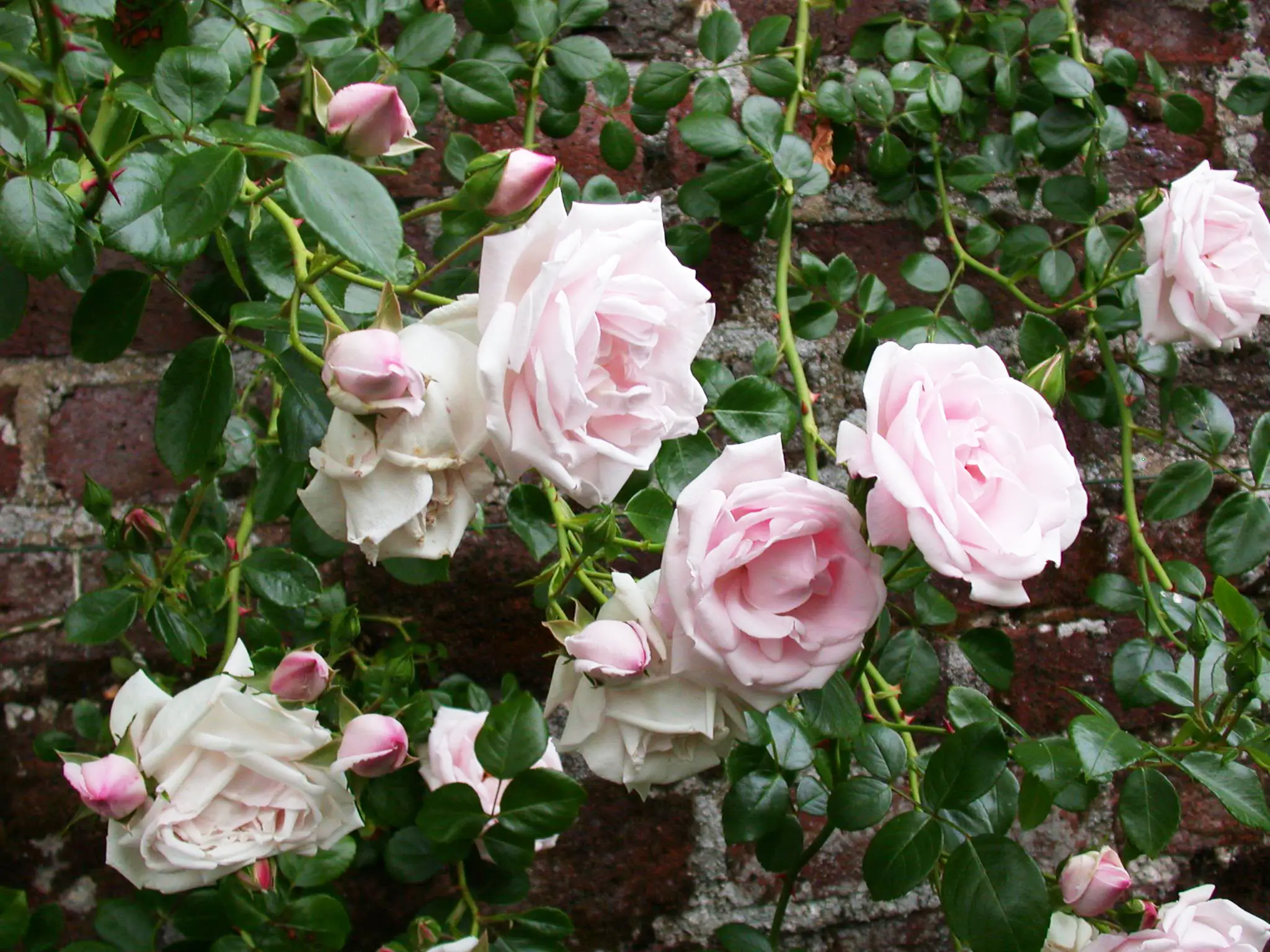 Freilandrose Meidenia Mix 2 L Container