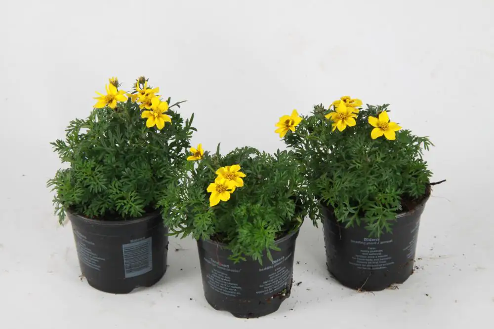 Beet- und Balkonpflanzen Goldmarie Bidens H 15 cm 10,5 cm Topf