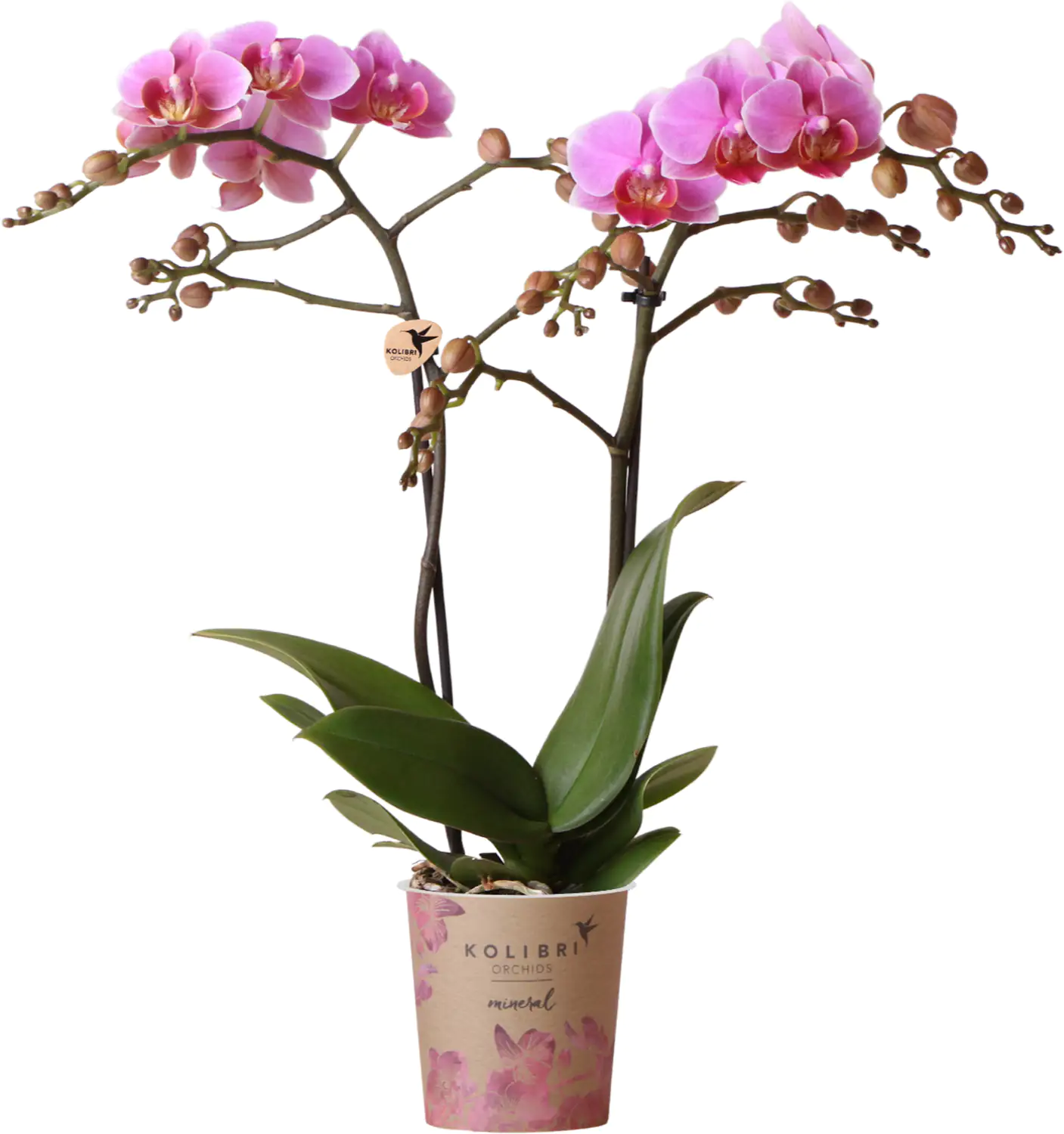 Orchidee Phalaenopsis Kolibrie 2 Triebe 9 cm Topf ca. 40 cm hoch