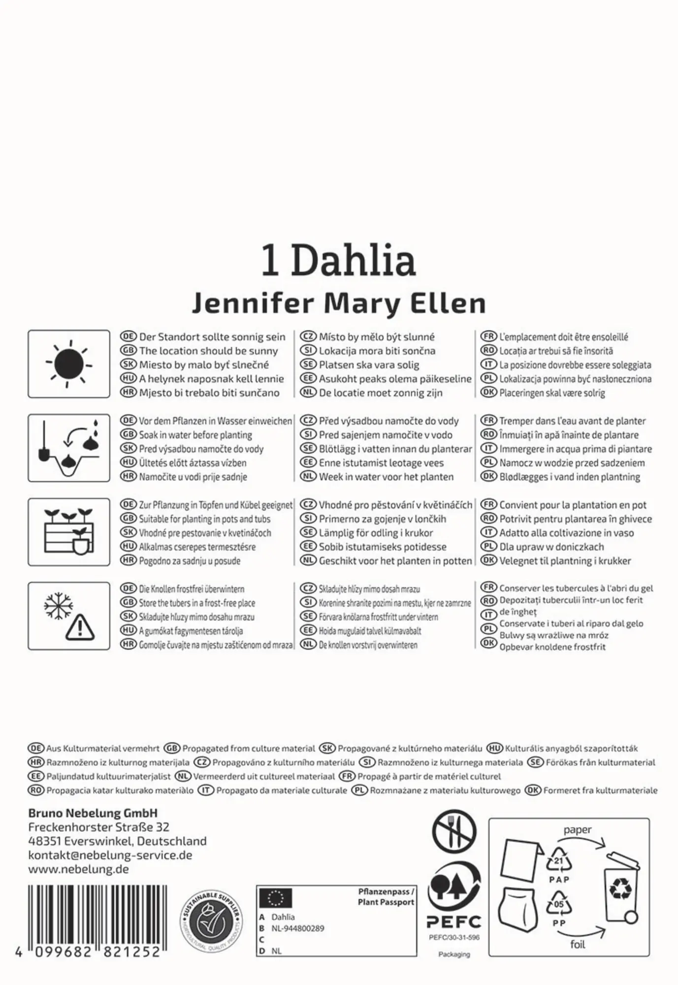 Kiepenkerl Frühjahrsblumenzwiebel Dekorative Dahlie Jennifer Mary Ellen 1 Stück