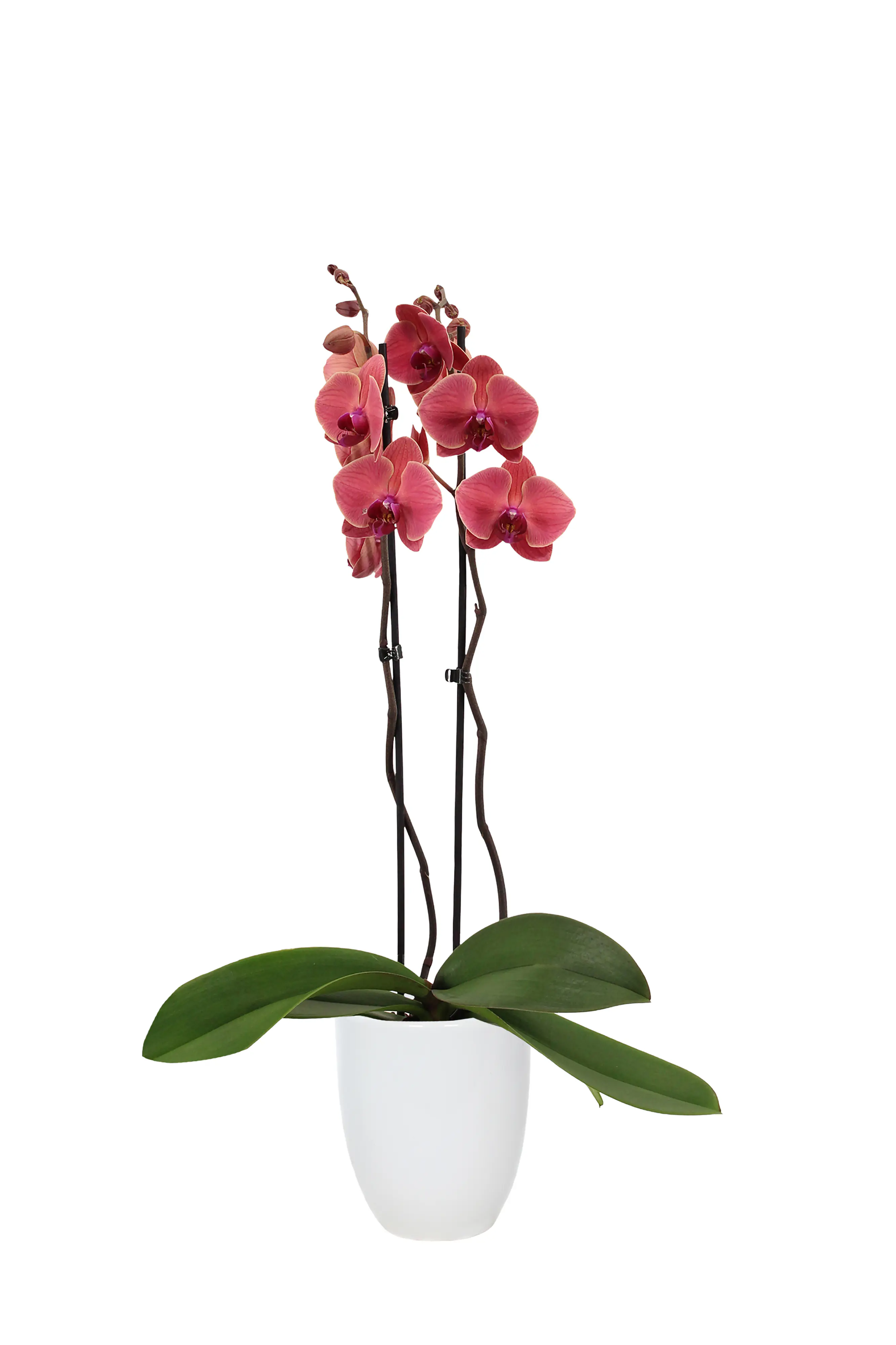 Orchideen Mix Phalaenopsis 2 Trieber 12 cm in Hugo Keramik Topf Orchideen Mix Phalaenopsis 2 Trieber 12 cm in Hugo Keramik Topf