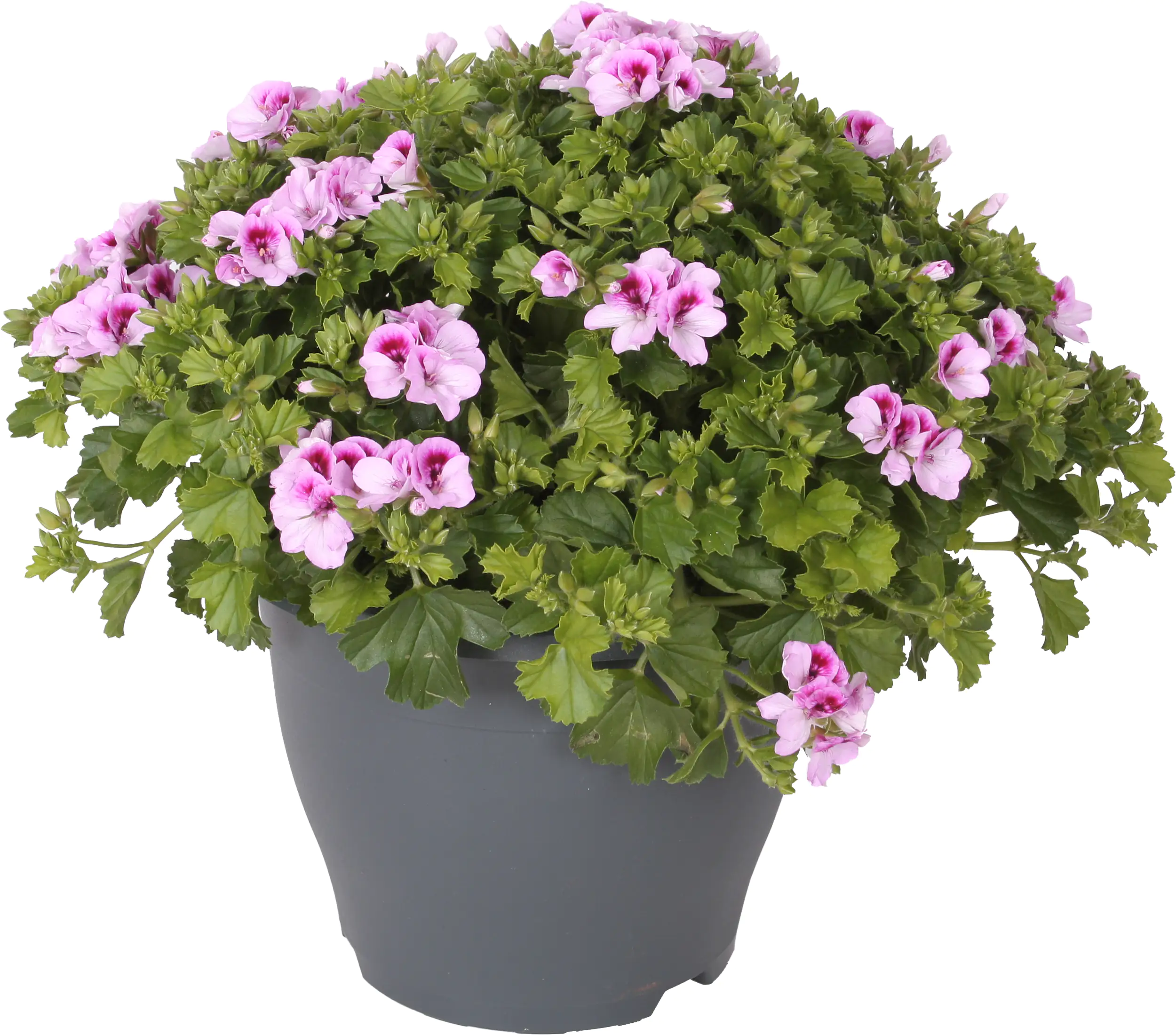 Edelgeranie Pelargonium grandiflorum 23 cm Topf