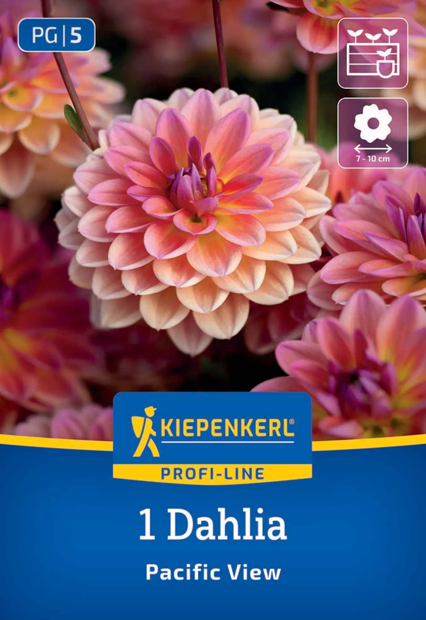 Kiepenkerl Profi-Line Frühjahrsblumenzwiebel Dekorative Dahlie Pacific View 1 Stück