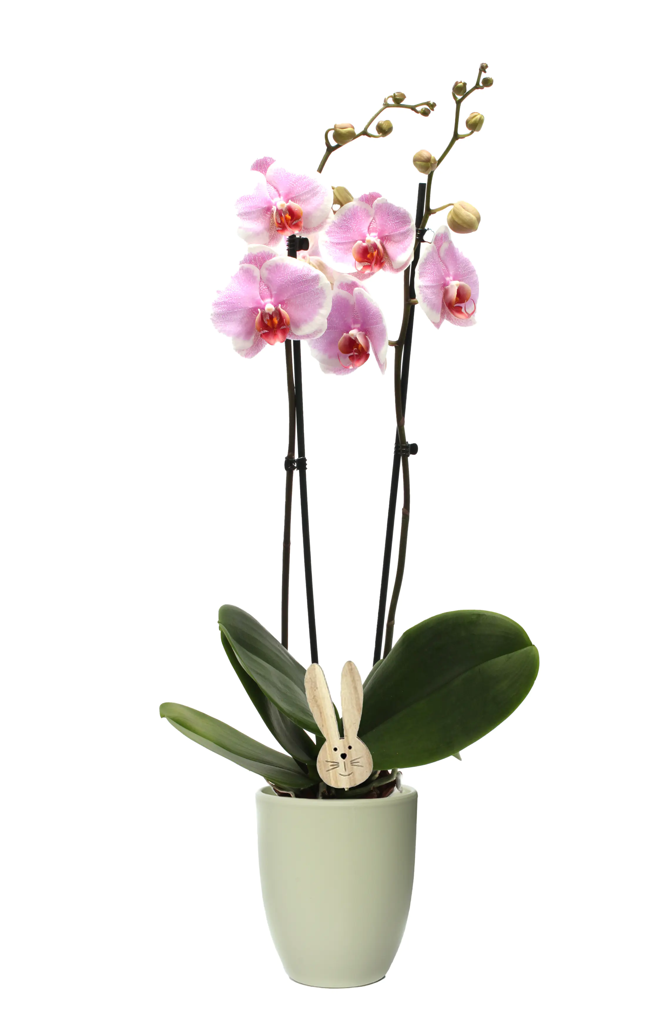 Phalaenopsis Orchidee im Keramiktopf mit Osternhase 12 cm  Phalaenopsis Orchidee im Keramiktopf mit Osternhase 12 cm