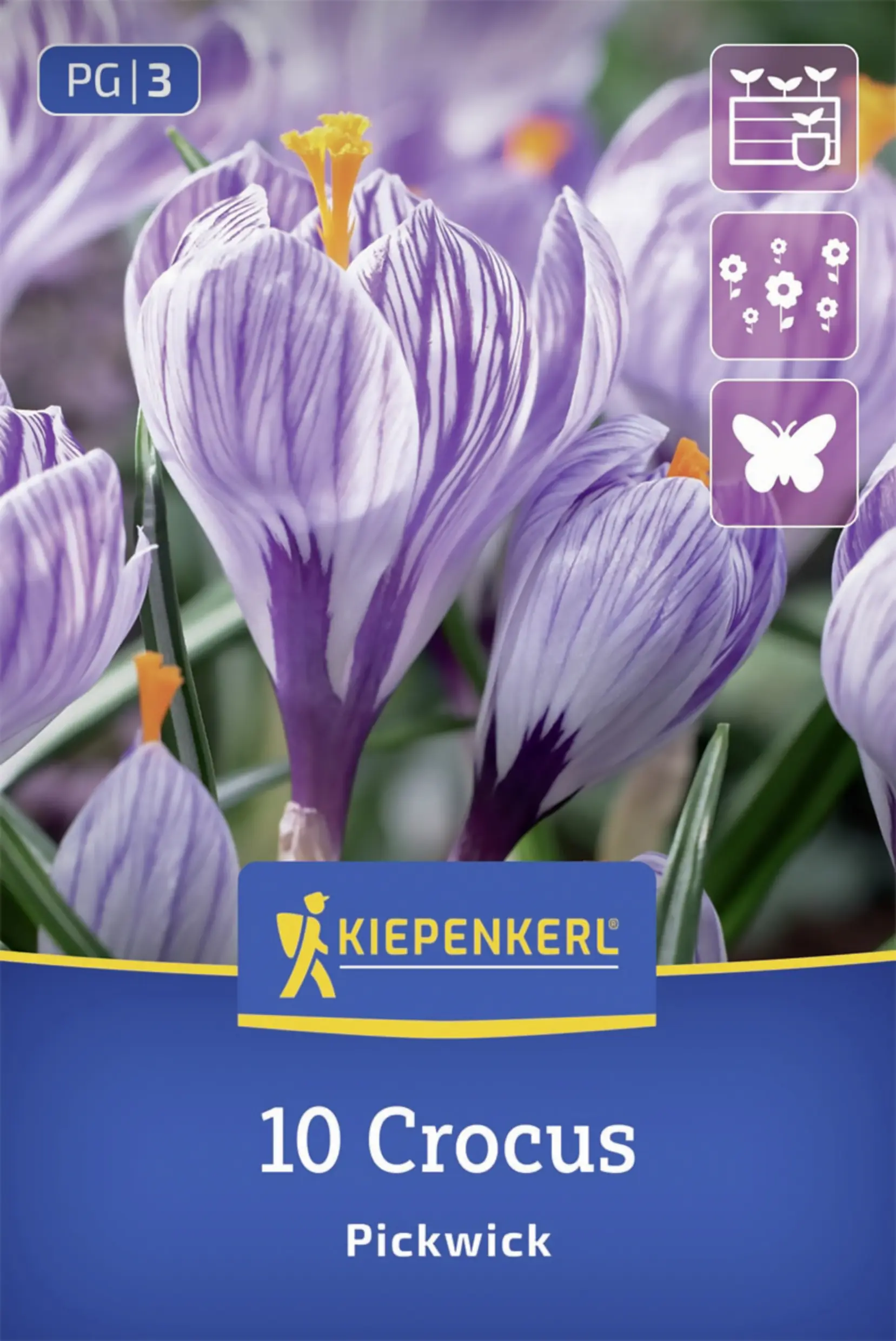 Kiepenkerl Großblumiger Krokus Pickwick lila 10 Stück