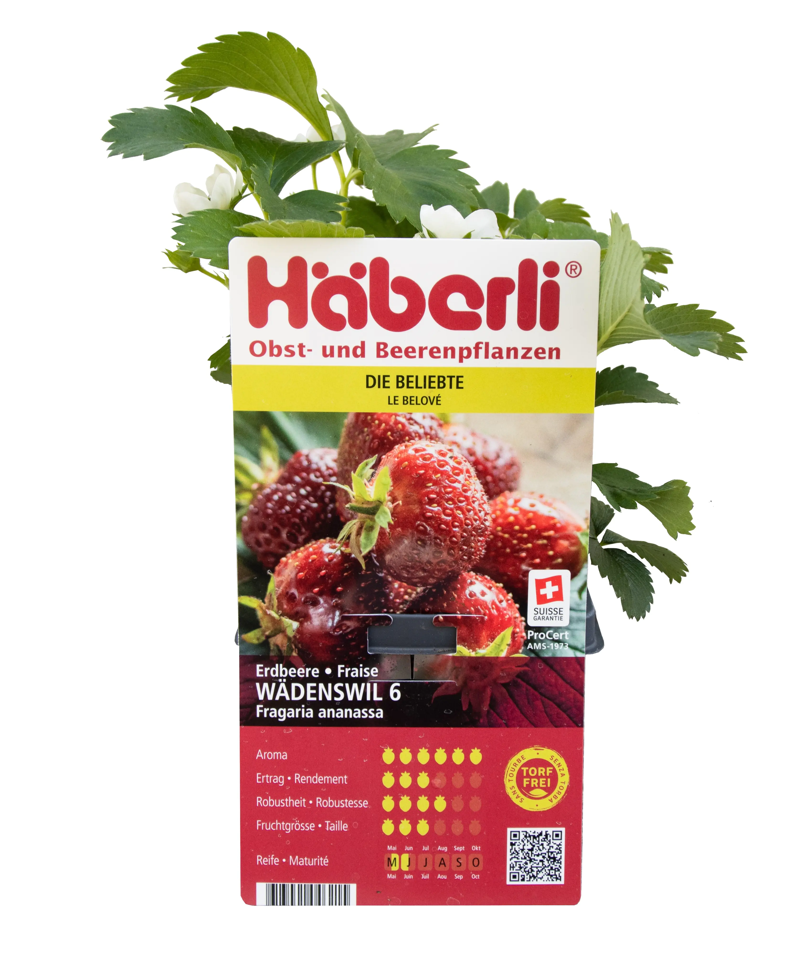 Fragaria × ananassa Wädenswil 6 Häberli-Erdbeere 4er Set
