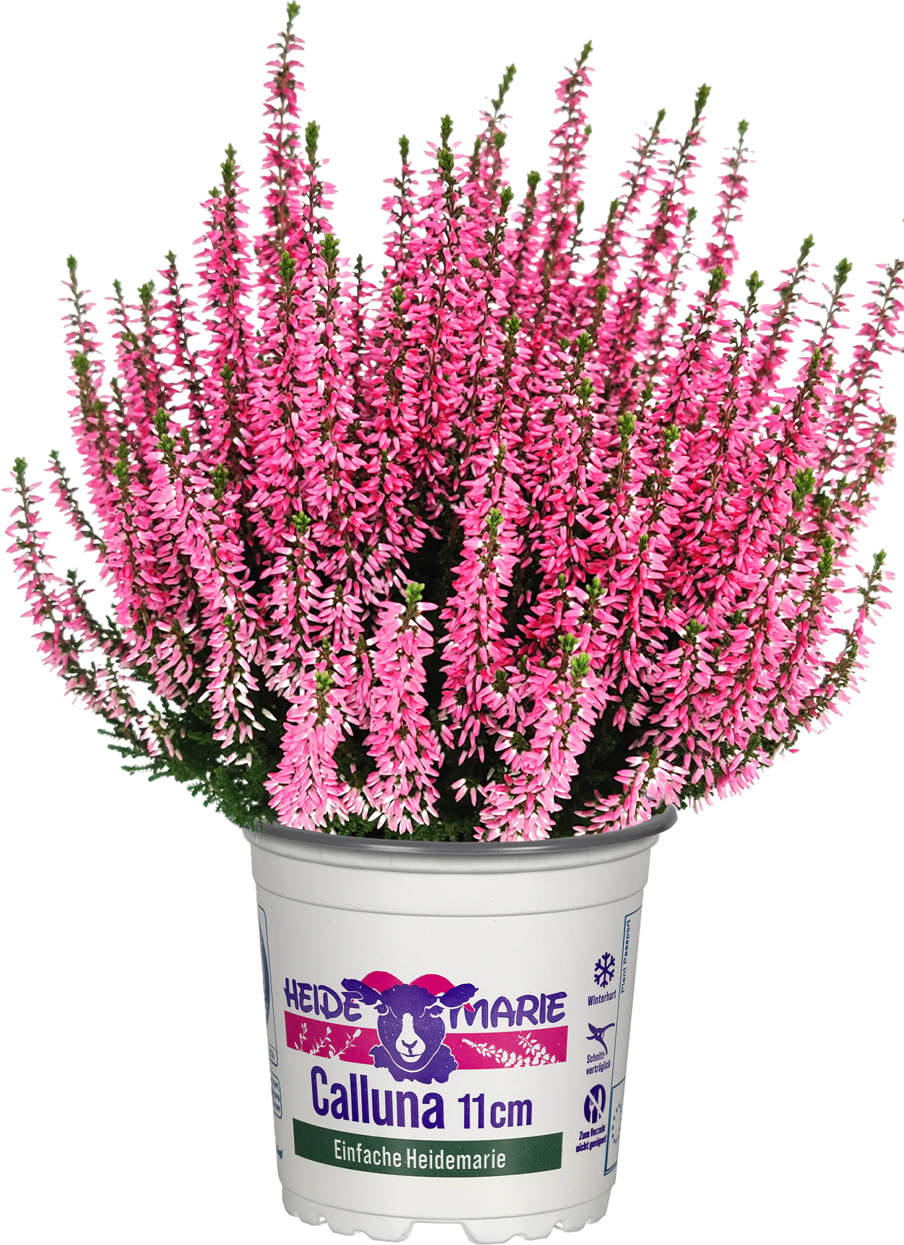 Heidemarie Calluna vulgaris die Einfache Heidemarie® H 12 - 15 cm P11 Container