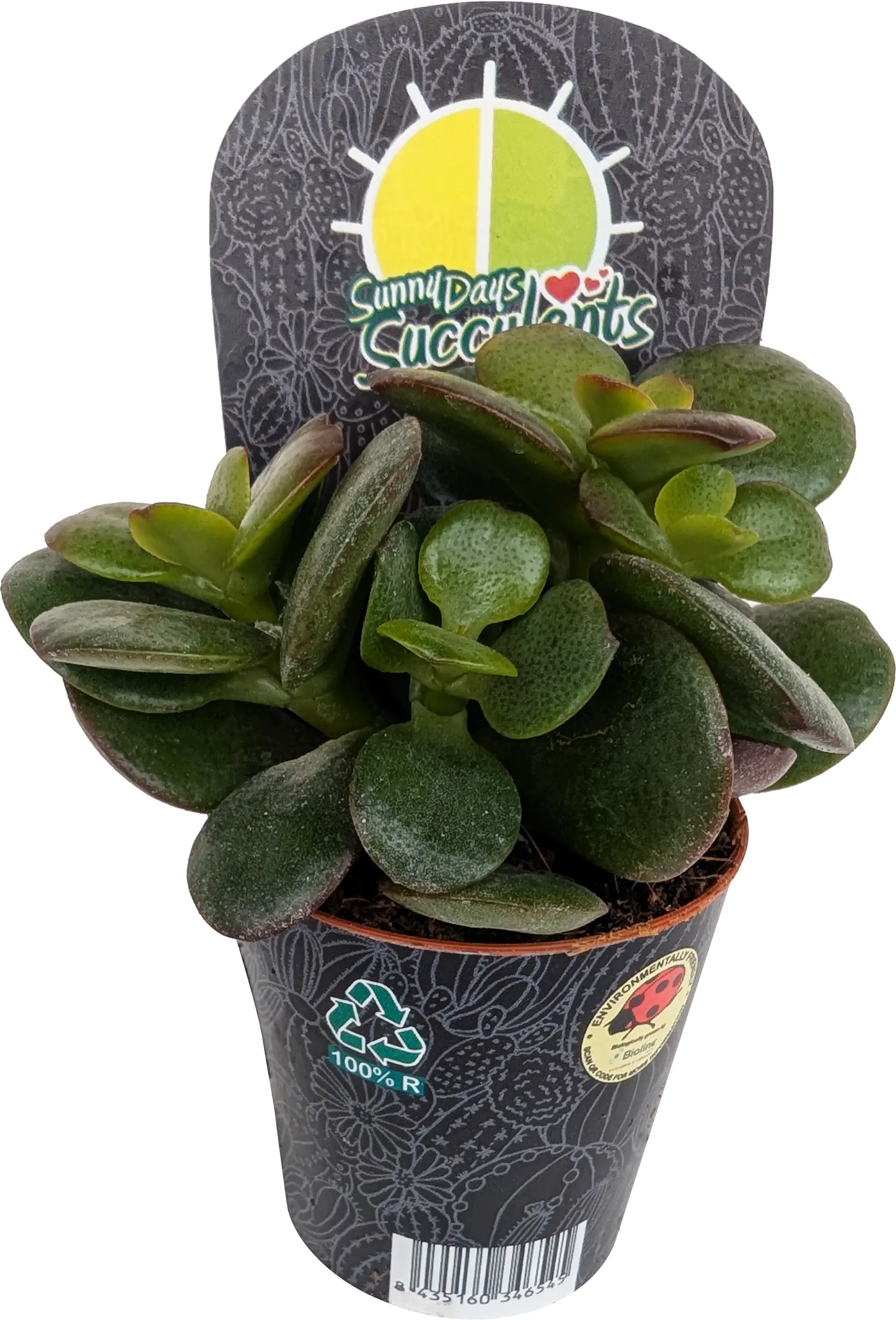 Cactaceae Sukkulenten im 5,5 cm Topf