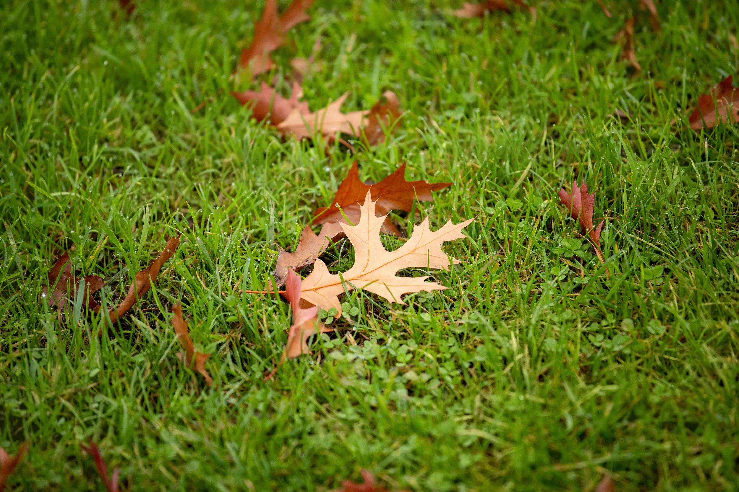 Allflor Herbst-Rasendünger 10 kg