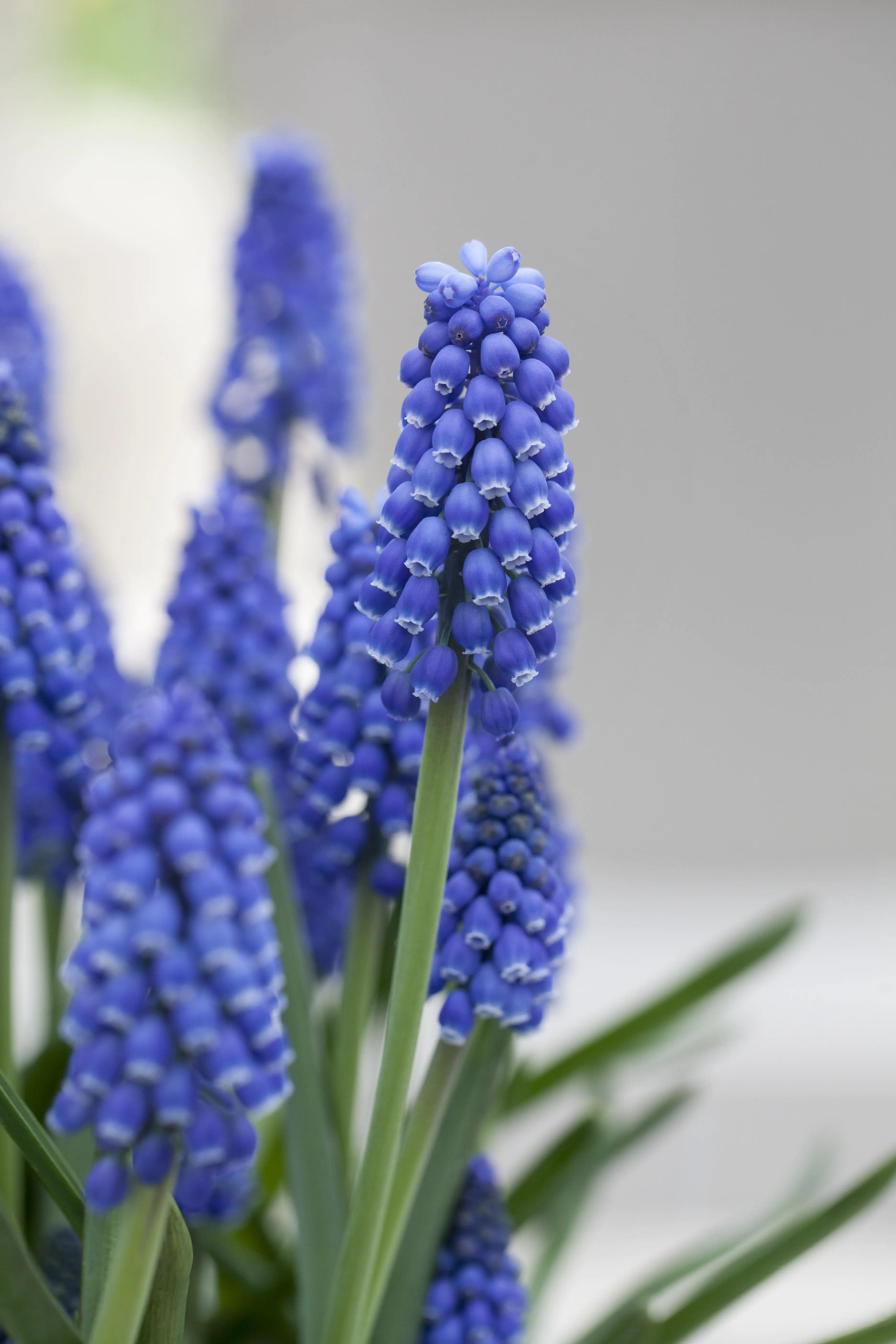 Premium Zwiebelpflanzen Traubenhyazinthe 10 cm Topf, ca. 13 cm hoch