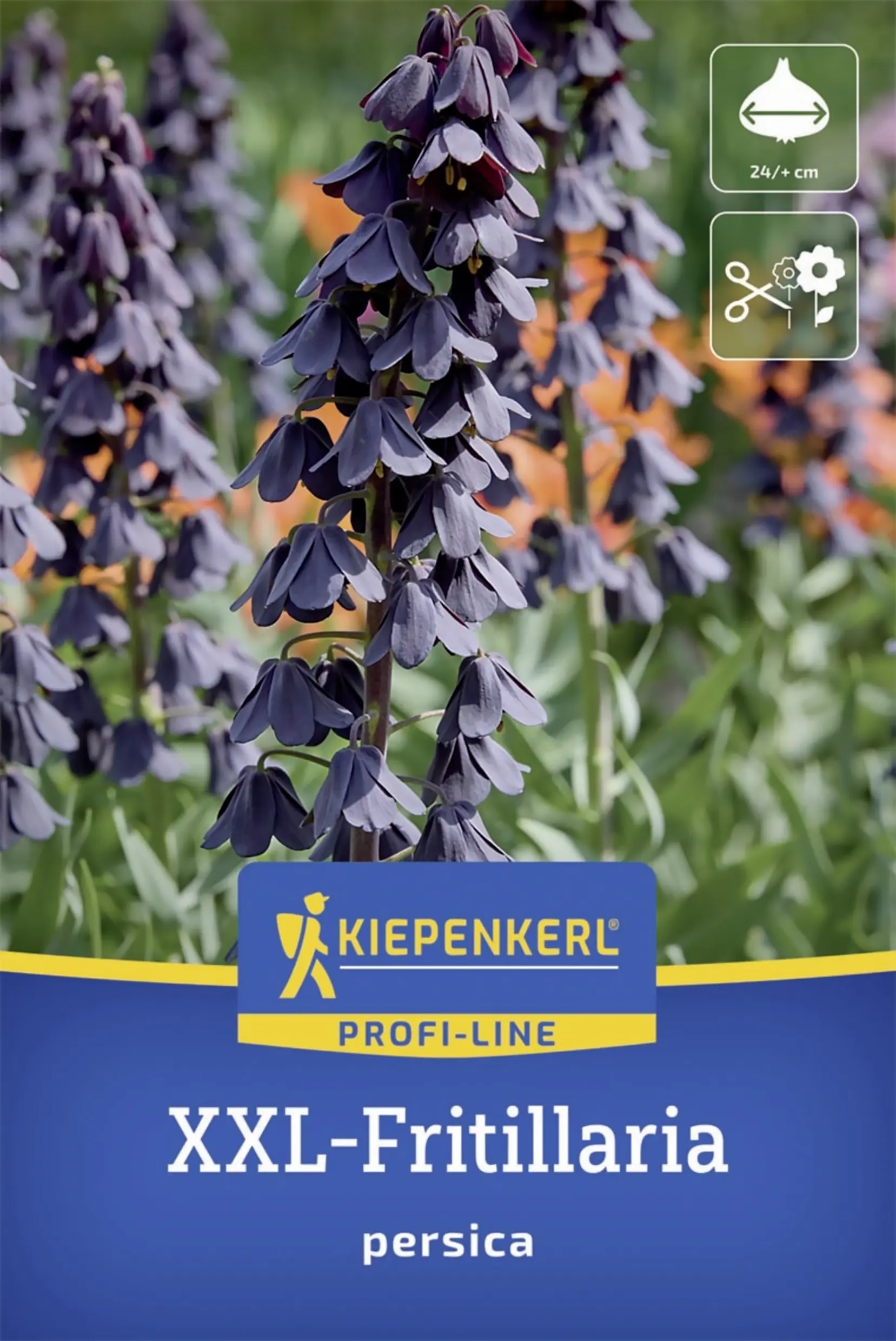 Kiepenkerl Persische Kaiserkrone schwarz 1 Stück