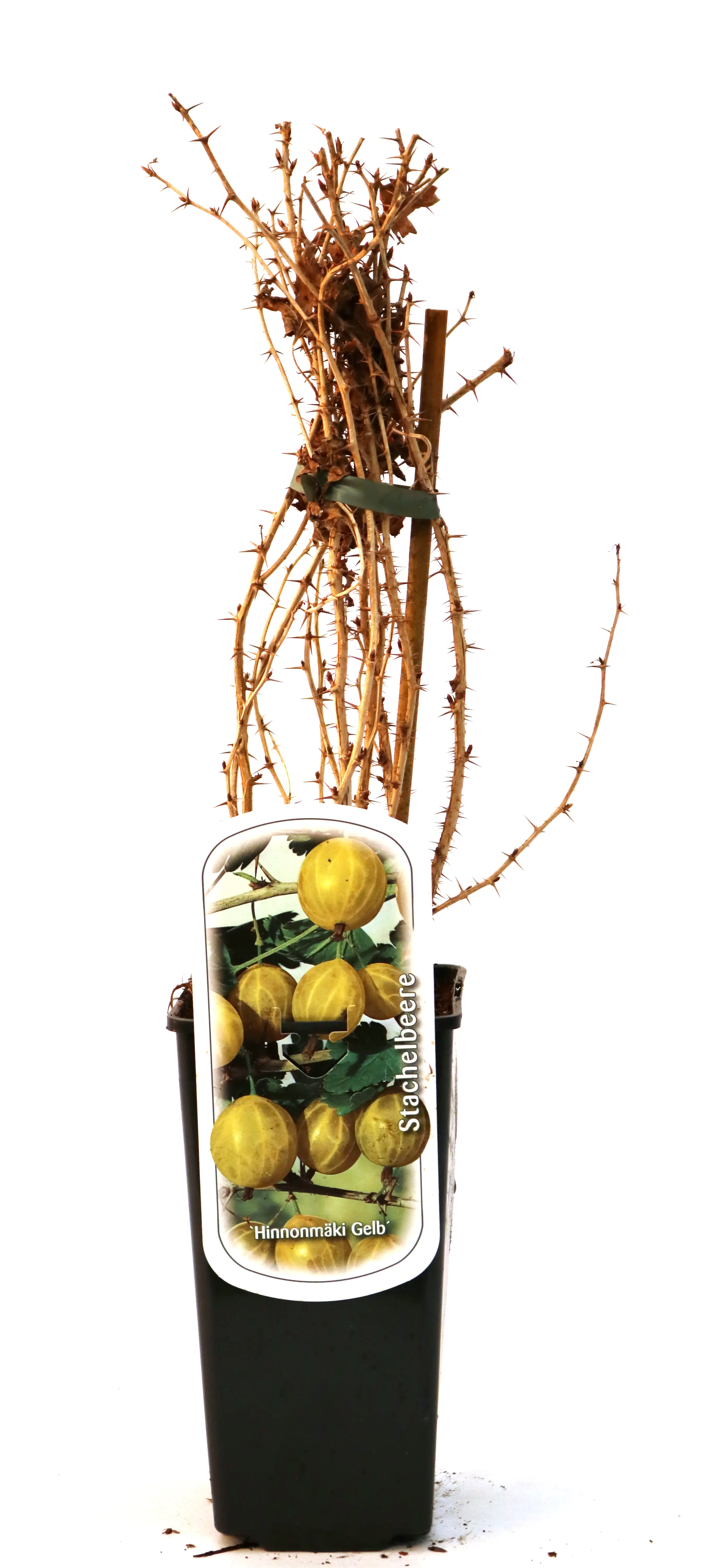 Obststrauch Stachelbeere Hinnonmäki gelb 2 L Eck-Container Obststrauch Stachelbeere Hinnonmäki gelb 2 L Eck-Container