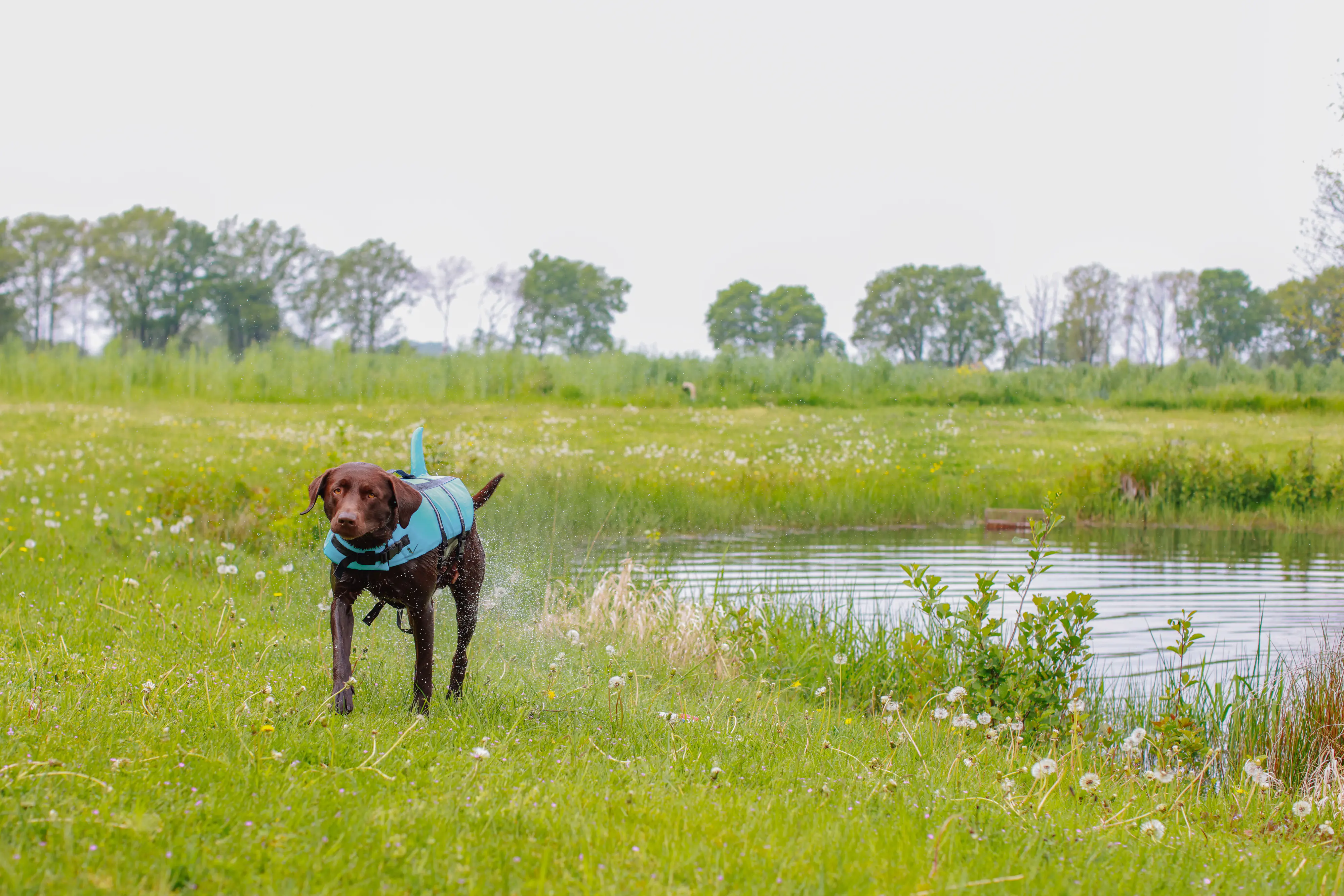 Nobby Hunde Schwimmweste Sharki mit Haiflosse hellblau Nobby Hunde Schwimmweste Sharki mit Haiflosse hellblau
