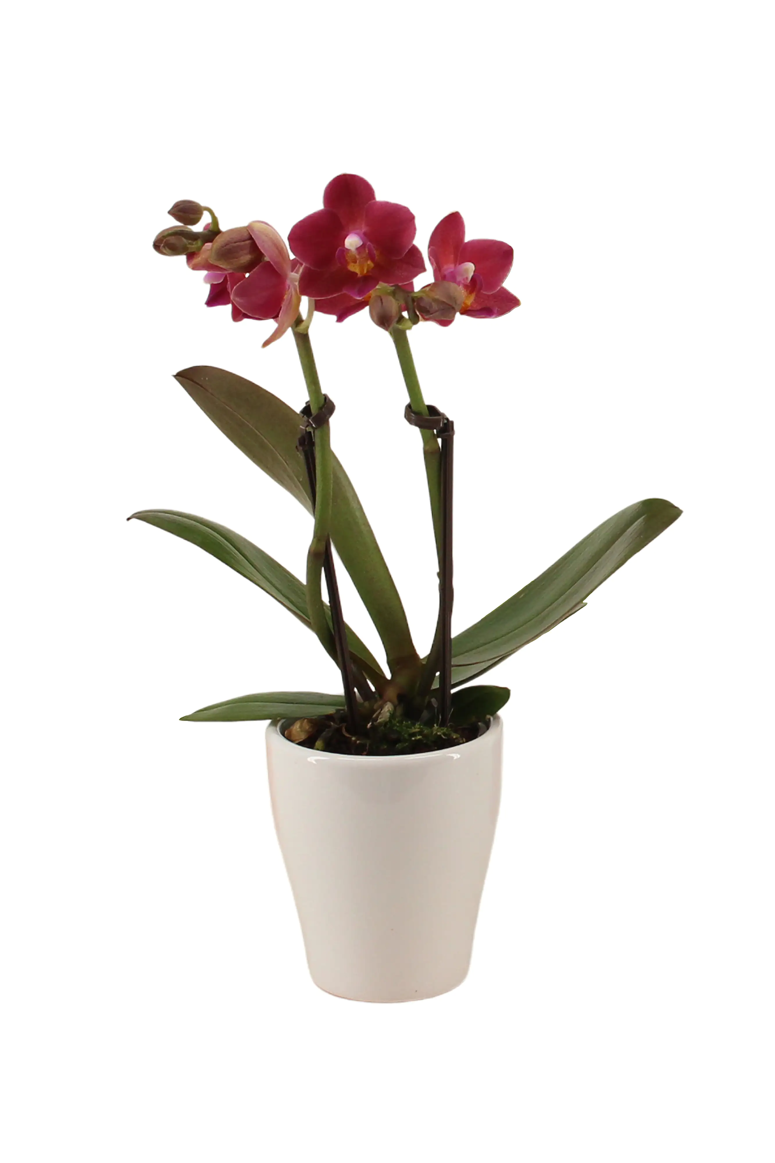 Phalaenopsis 2-Trieber im Keramiktopf Phalaenopsis 2-Trieber im Keramiktopf