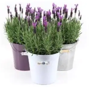 Arrangement Outdoor Schopflavendel 17 cm Zinktopf Arrangement Outdoor Schopflavendel 17 cm Zinktopf