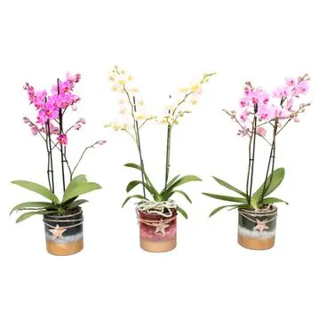 Orchidee Phalaenopsis H 45 cm, inkl. 12 cm Glasübertopf