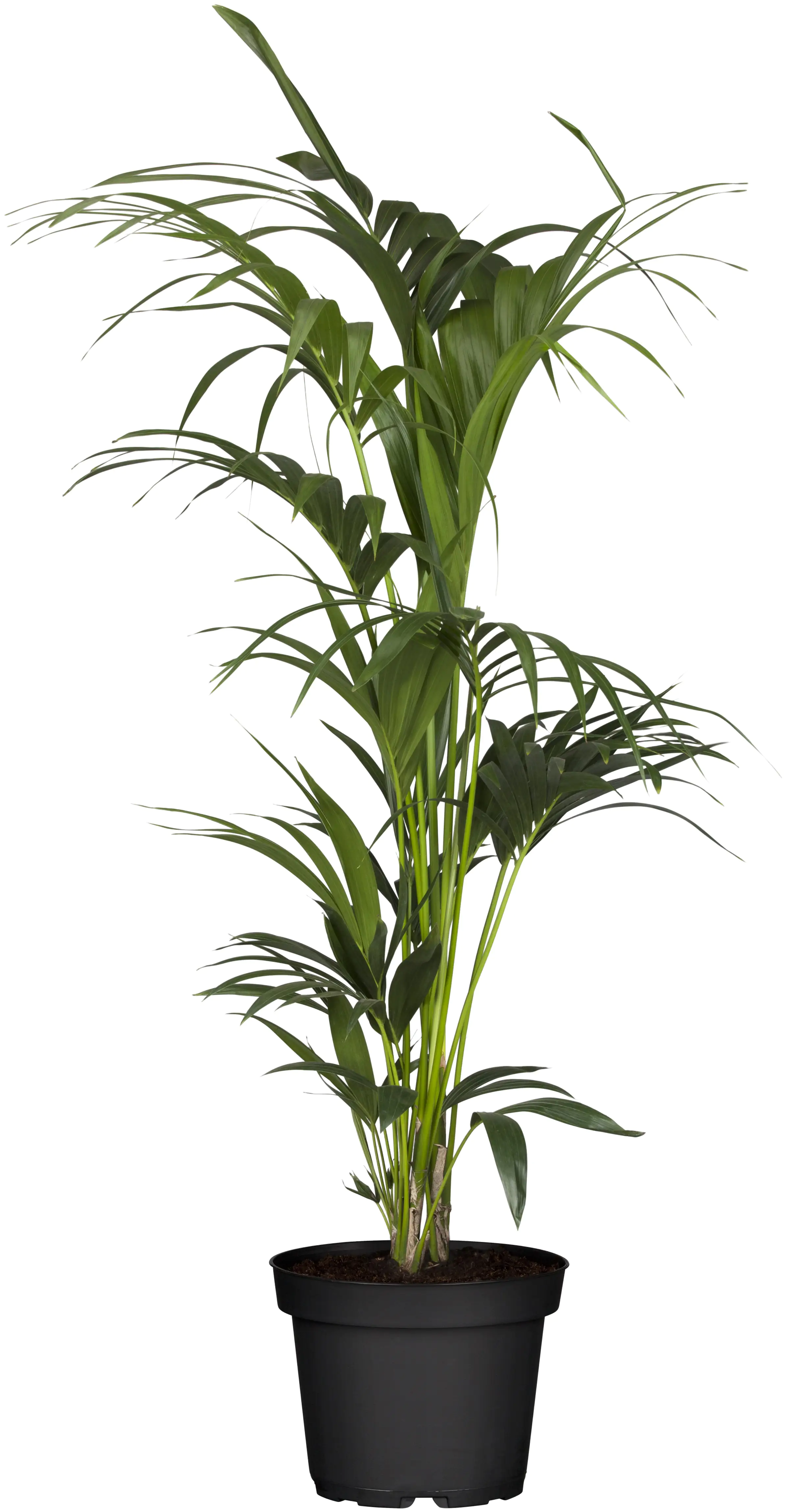 Kentiapalme Howea forsteriana H ca. 80 cm 19 cm Topf 