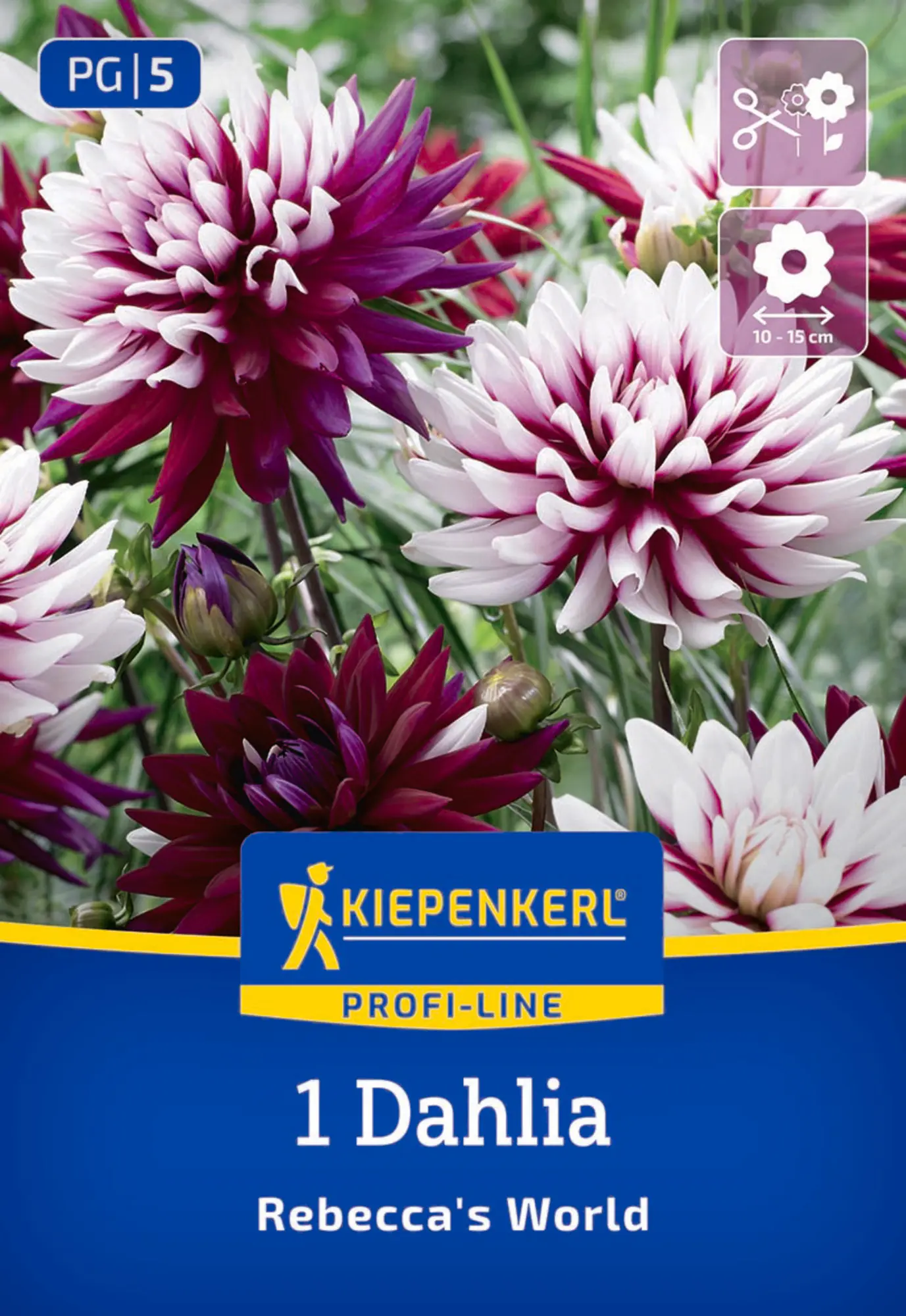 Kiepenkerl Profi-Line Frühjahrsblumenzwiebel Dekorative Dahlie Rebecca's World 1 Stück