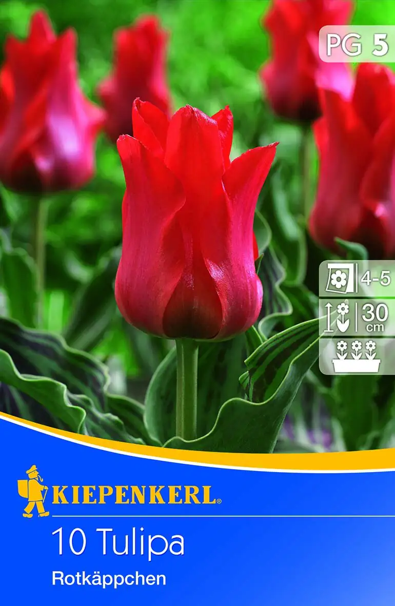Kiepenkerl Blumenzwiebel Tulipa Rotkäppchen Tulipa greigii, Inhalt: 10 Stück Kiepenkerl Blumenzwiebel Tulipa Rotkäppchen Tulipa greigii, Inhalt: 10 Stück