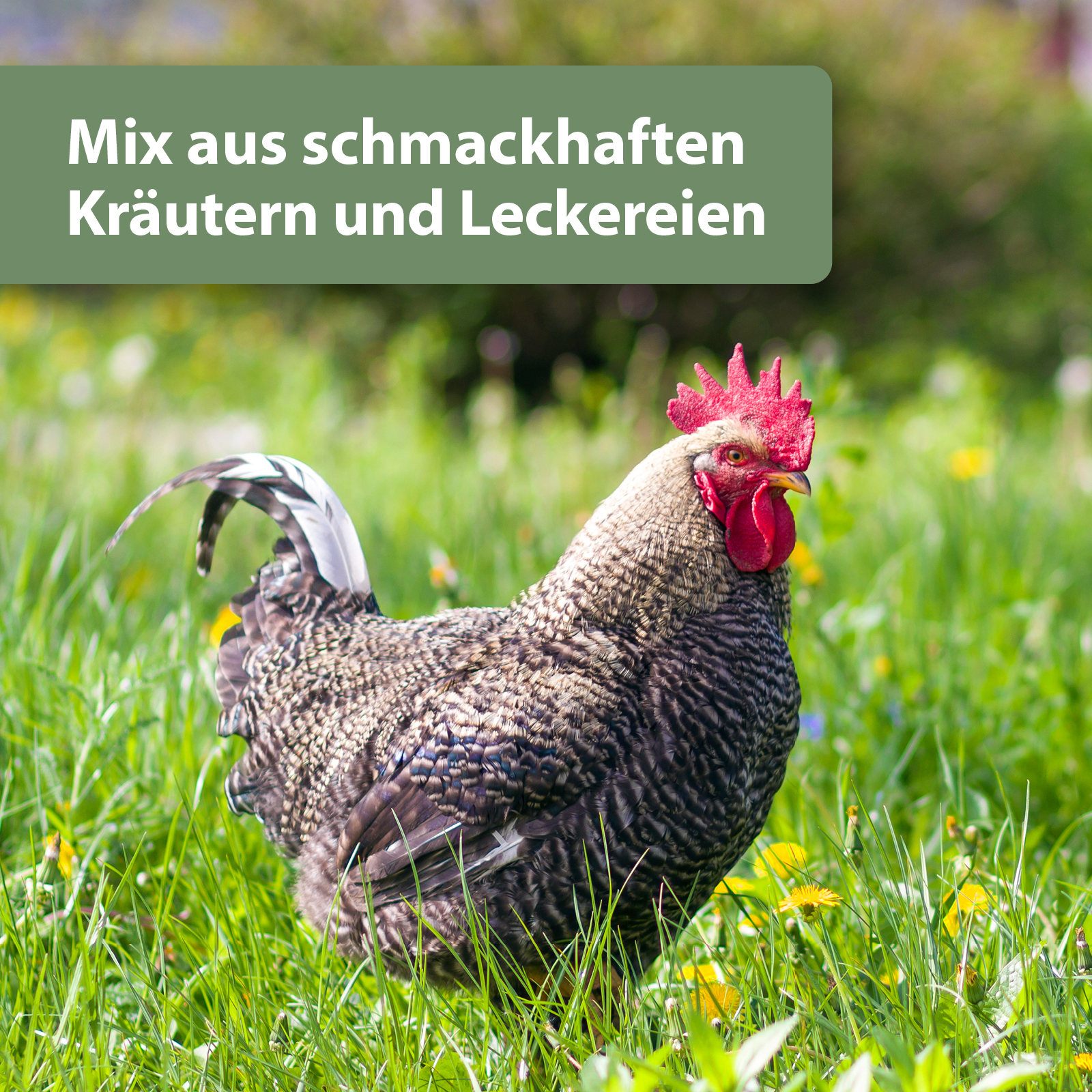 Quiko Hobbyfarming Fitness Kräuter-Pickrolle für Hühner und Geflügel 400 g