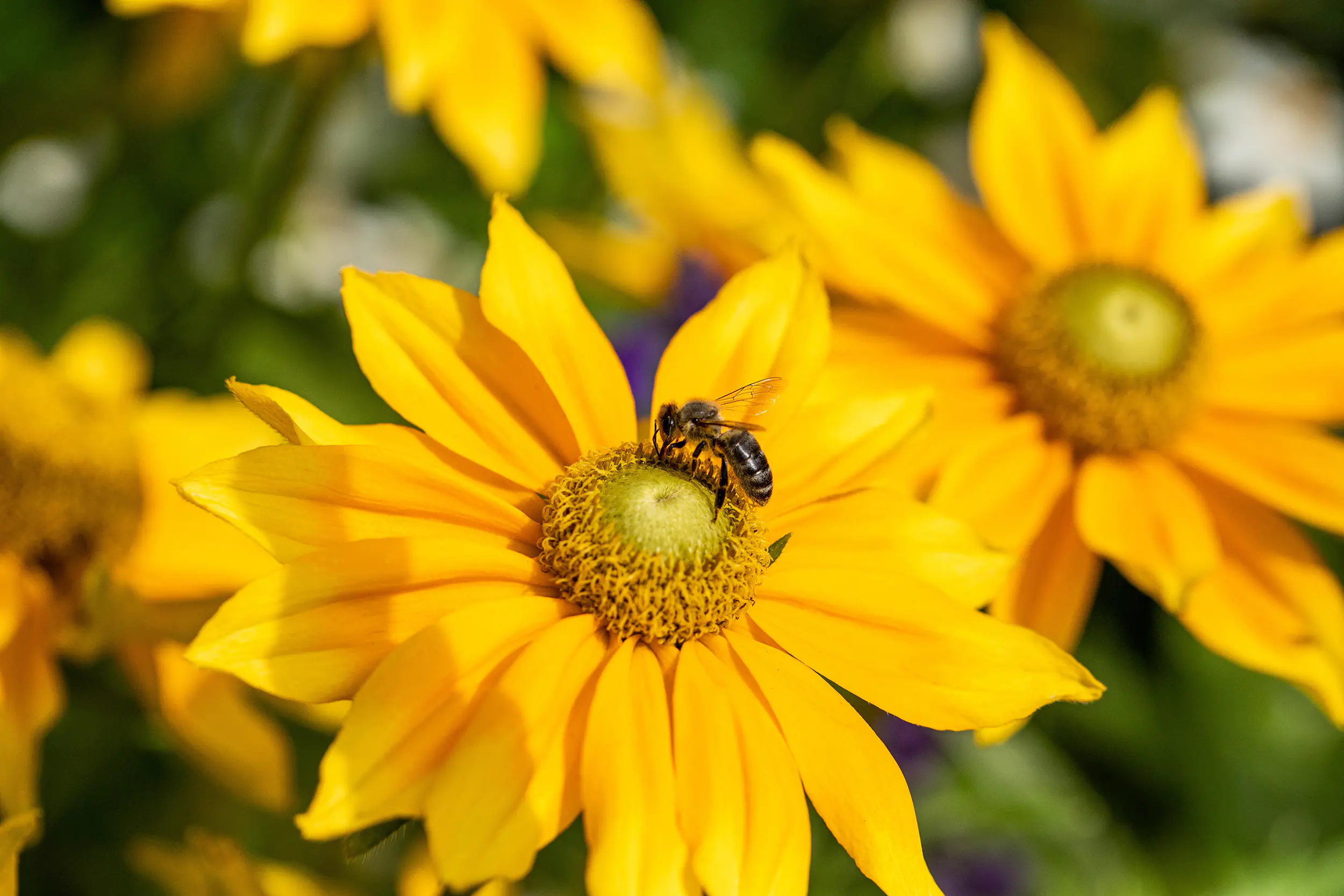 Sonnenhut Rudbeckia 23 cm Topf
