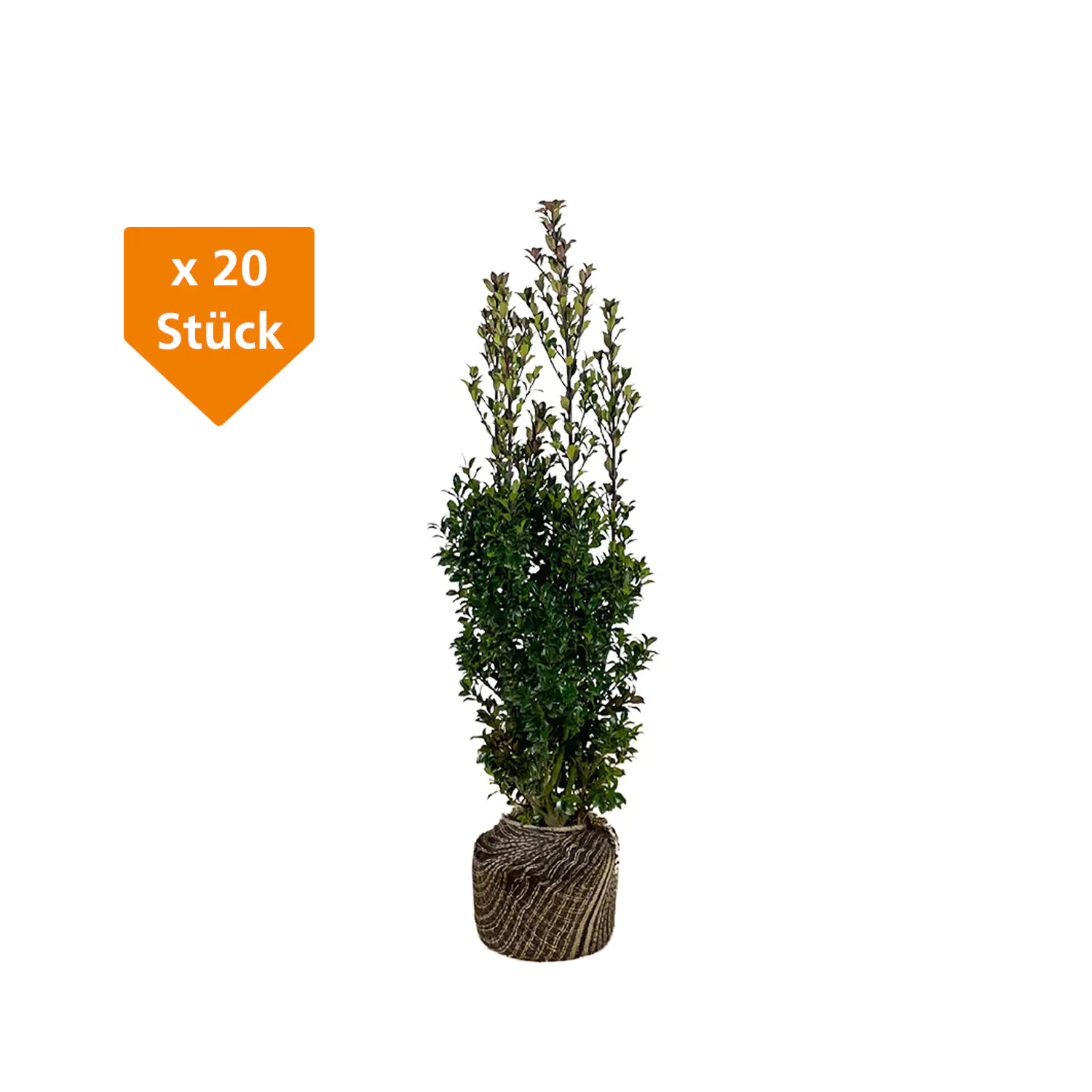 Stechpalme Ilex merservae Heckenstar H 100 - 120 cm, 20 Stück