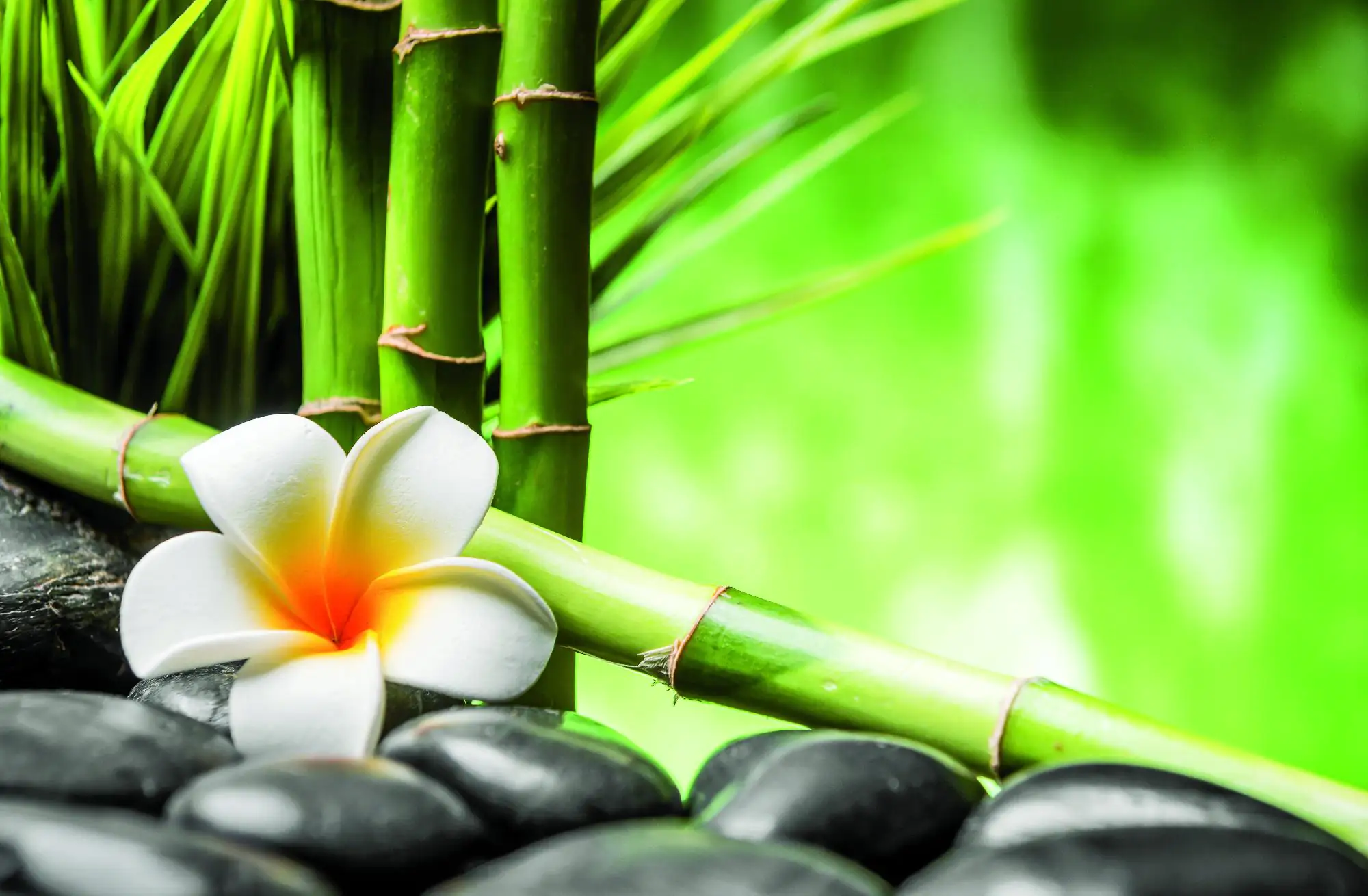 Deco-Canvas Bild - Bambus Zen 116 x 76 cm Deco-Canvas Bild - Bambus Zen 116 x 76 cm