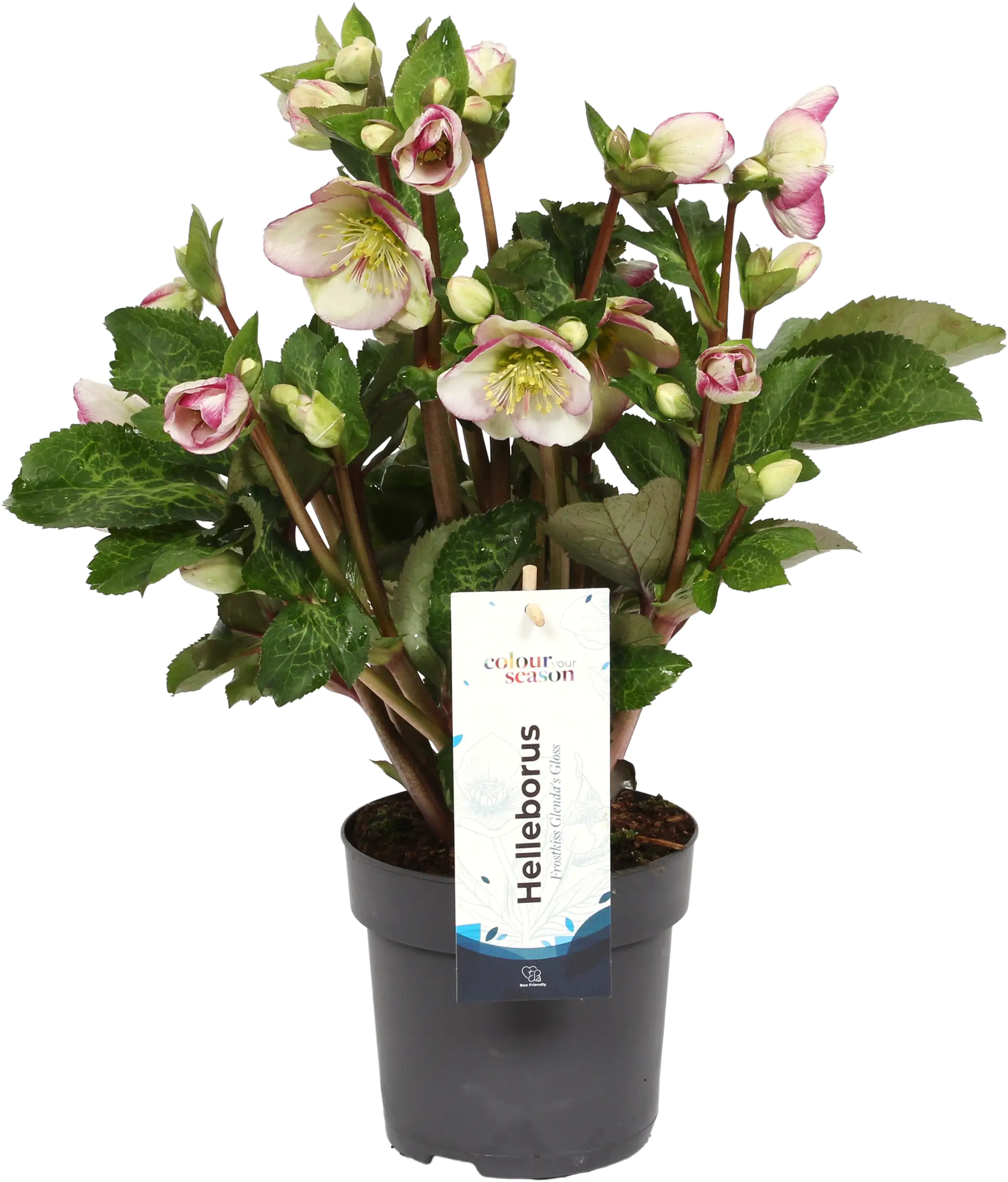 Lenzrose Helleborus orientalis 30 cm hoch, 15 cm Topf kaufen Globus