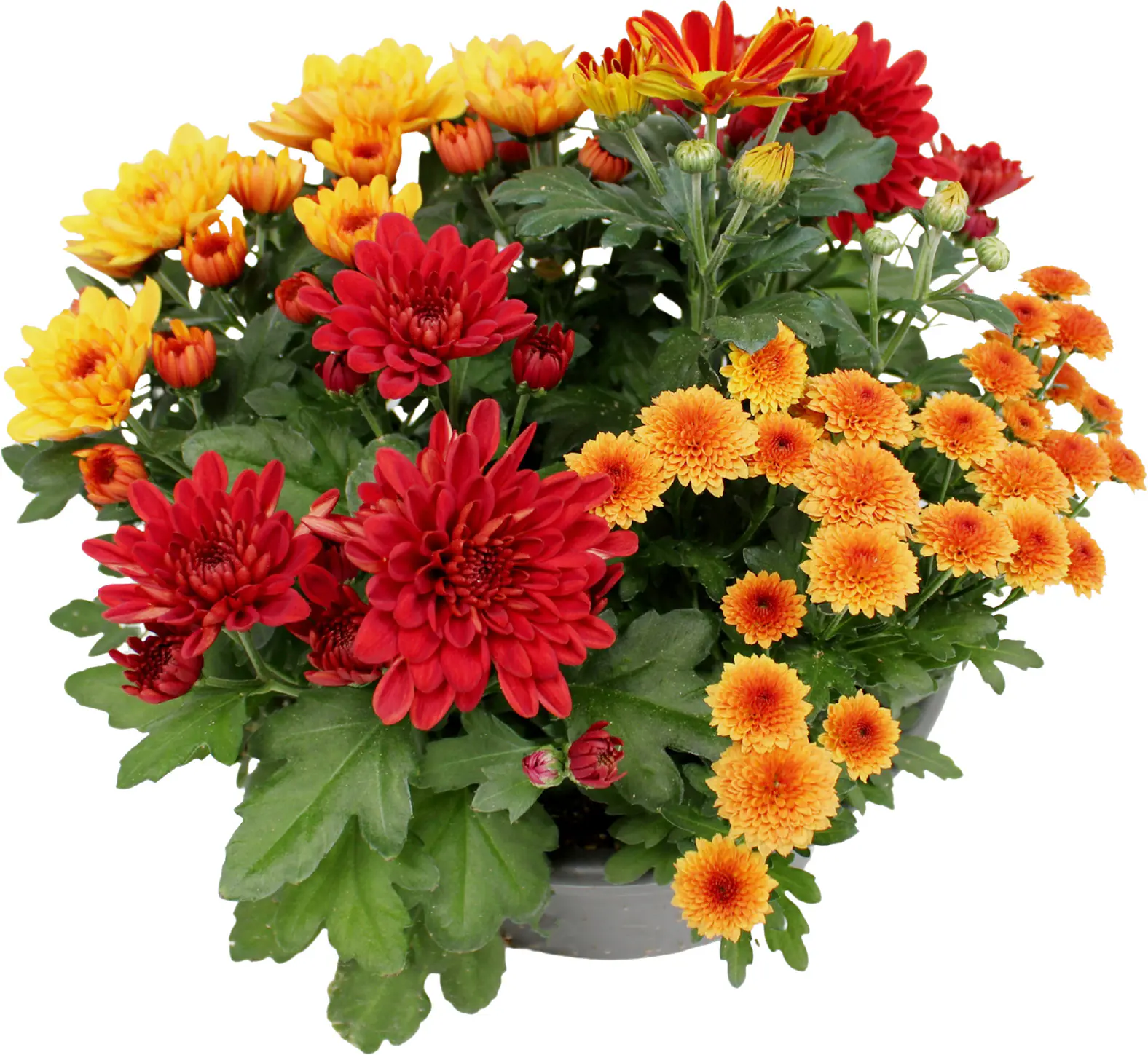 Chrysantheme Cocktail mehrfarbig 23 cm Topf Chrysantheme Cocktail mehrfarbig 23 cm Topf