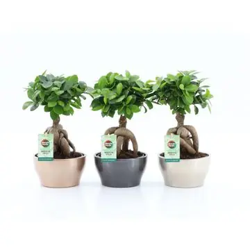 Ficus Ginseng Bonsai H 30 cm, inkl. 16 cm Keramiktopf