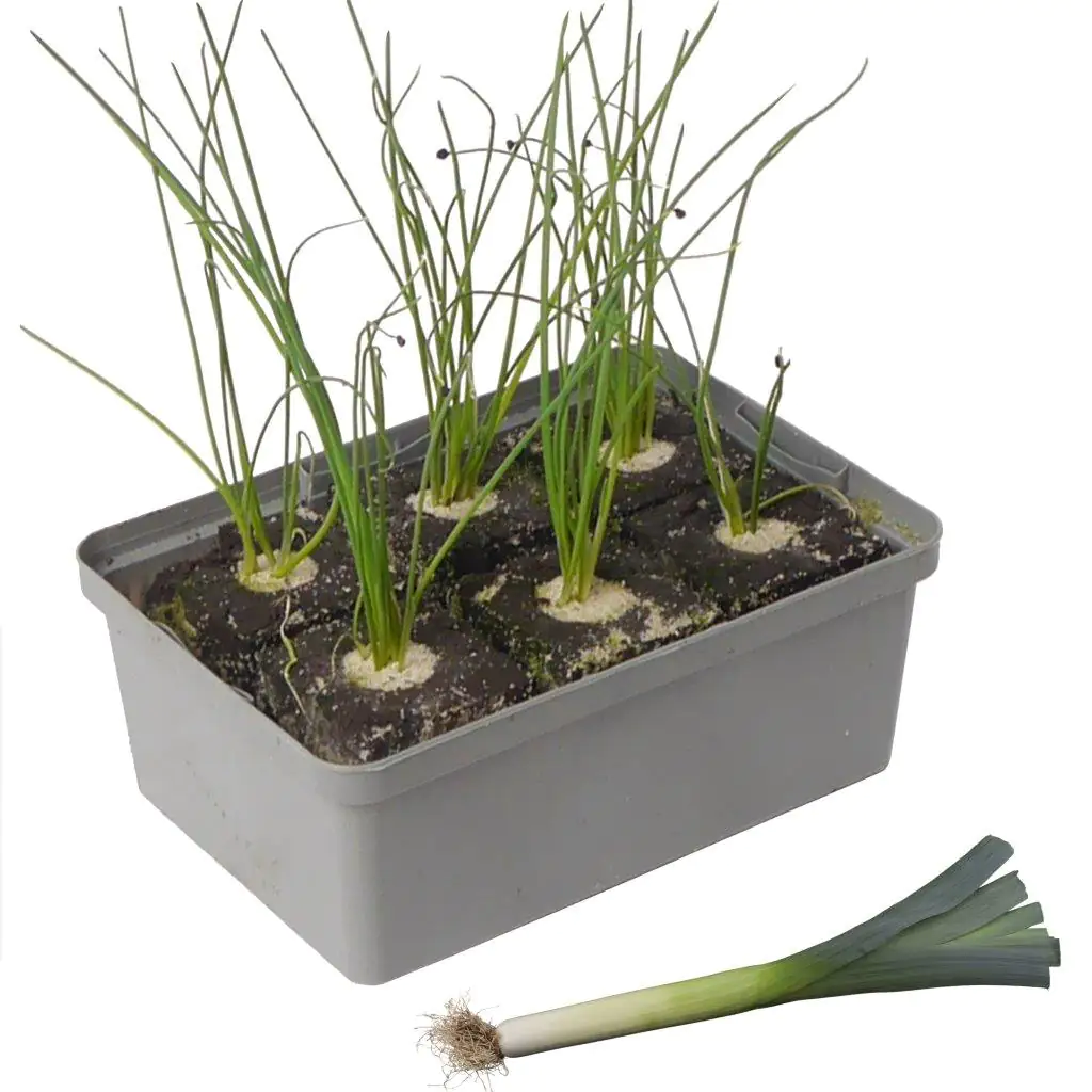 Bio Gemüse Poree Lauch 6er-Schale