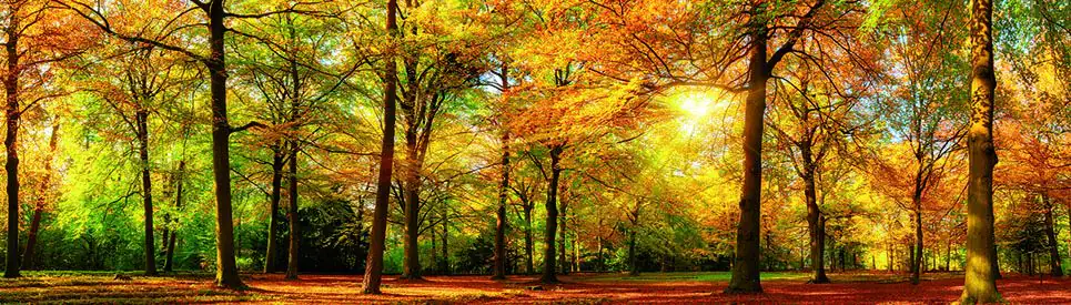 papermoon Vlies- Fototapete Digitaldruck 350 x 100 cm Autem Forrest papermoon Vlies- Fototapete Digitaldruck 350 x 100 cm Autem Forrest