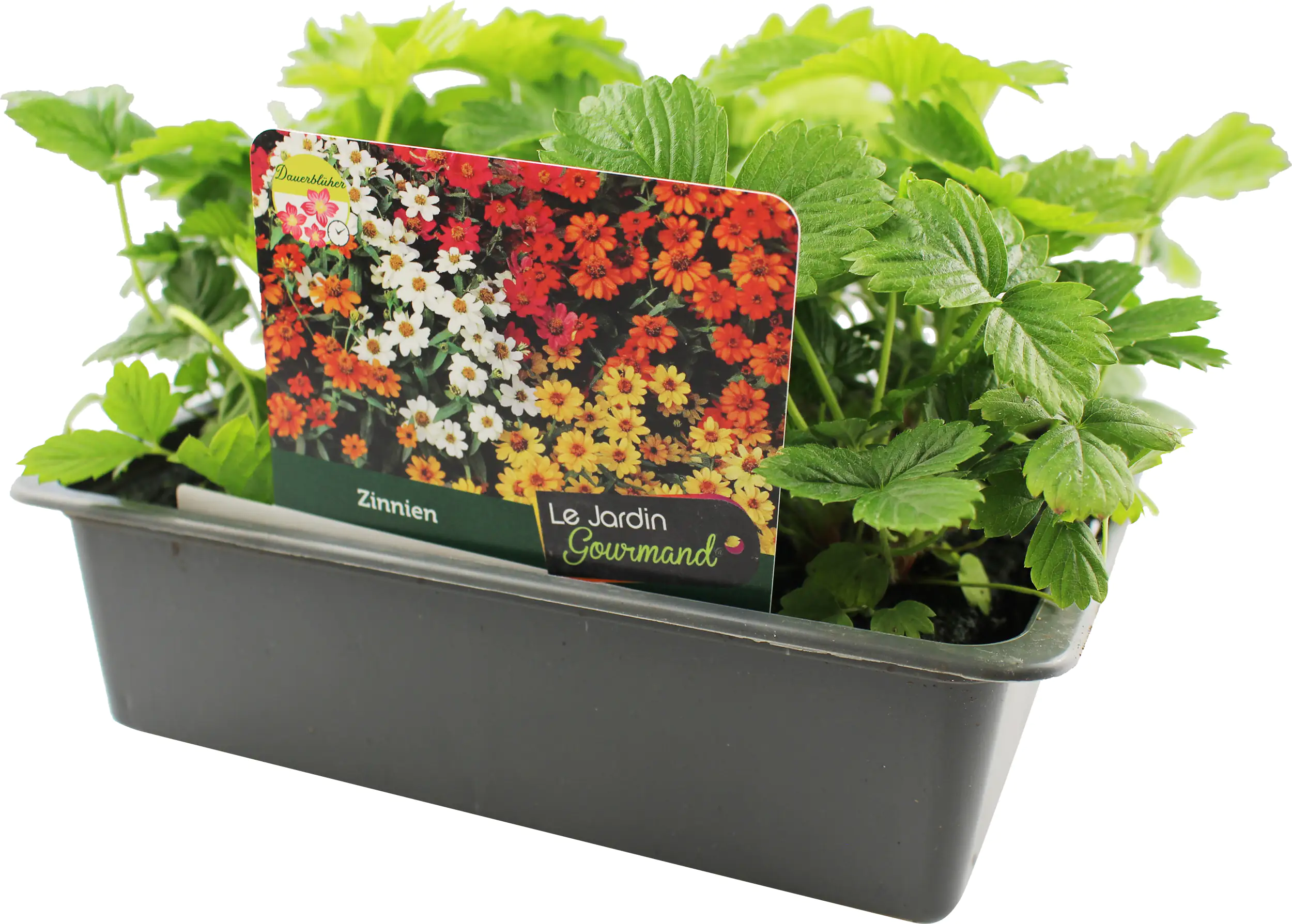 Farbenfrohe Blumenbeete Zinnien 6er-Pack