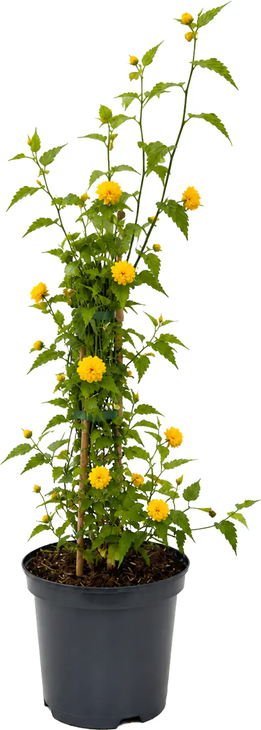 Farbenfrohe Sommersträucher verschiedene Sorten, 40 - 60 cm hoch, 3,2 L Container
