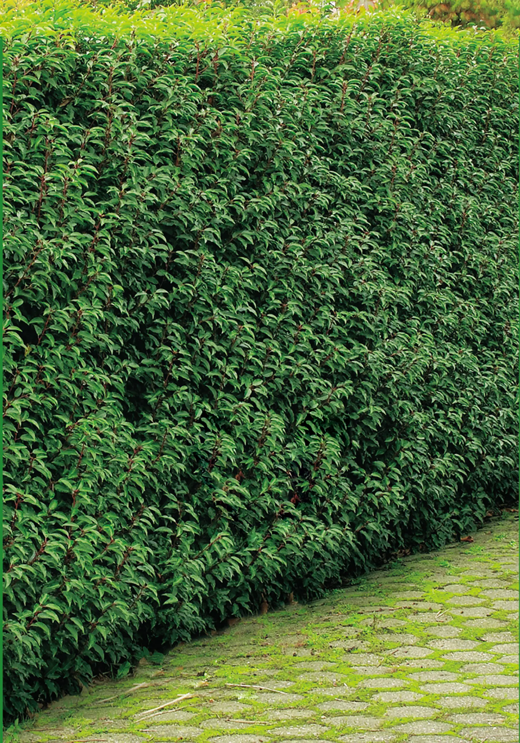 Portugiesischer Kirschlorbeer Prunus lusitanica 5 L Container