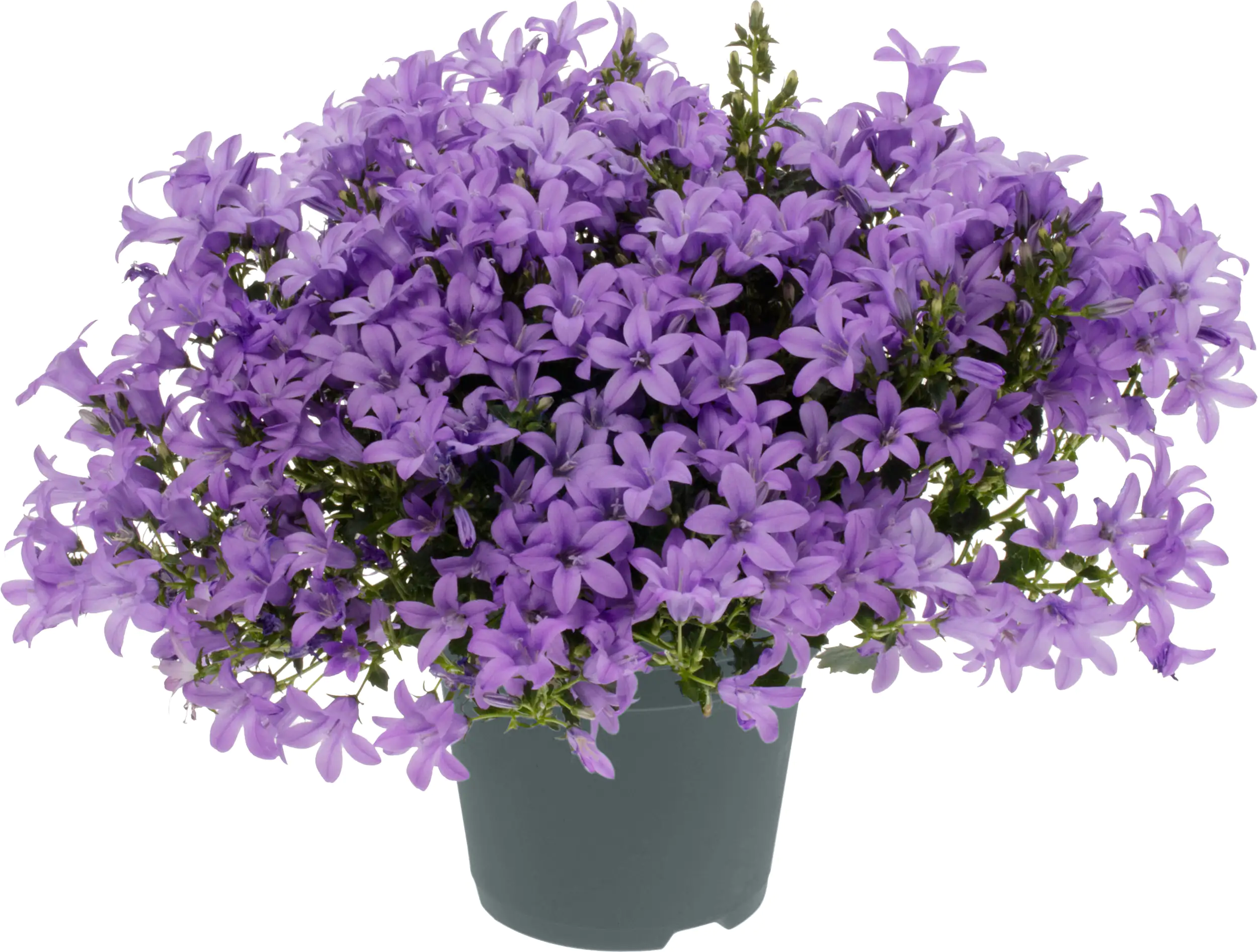 8717929126729 Glockenblume Hellblau 10,5 cm Topf