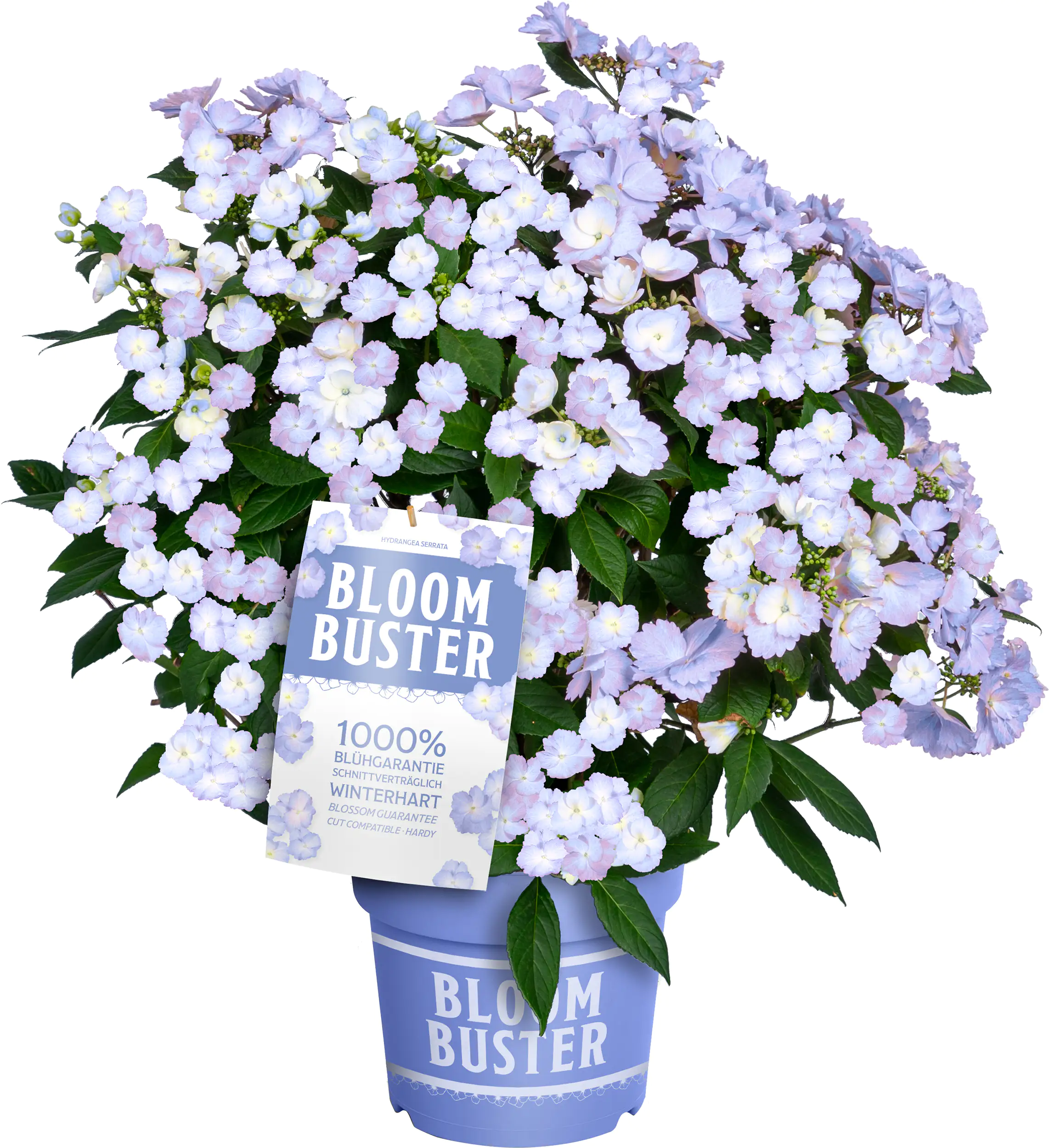 Bauernhortensie Bloombuster Hydrangea mac. H 30 - 40 cm 5 L Container