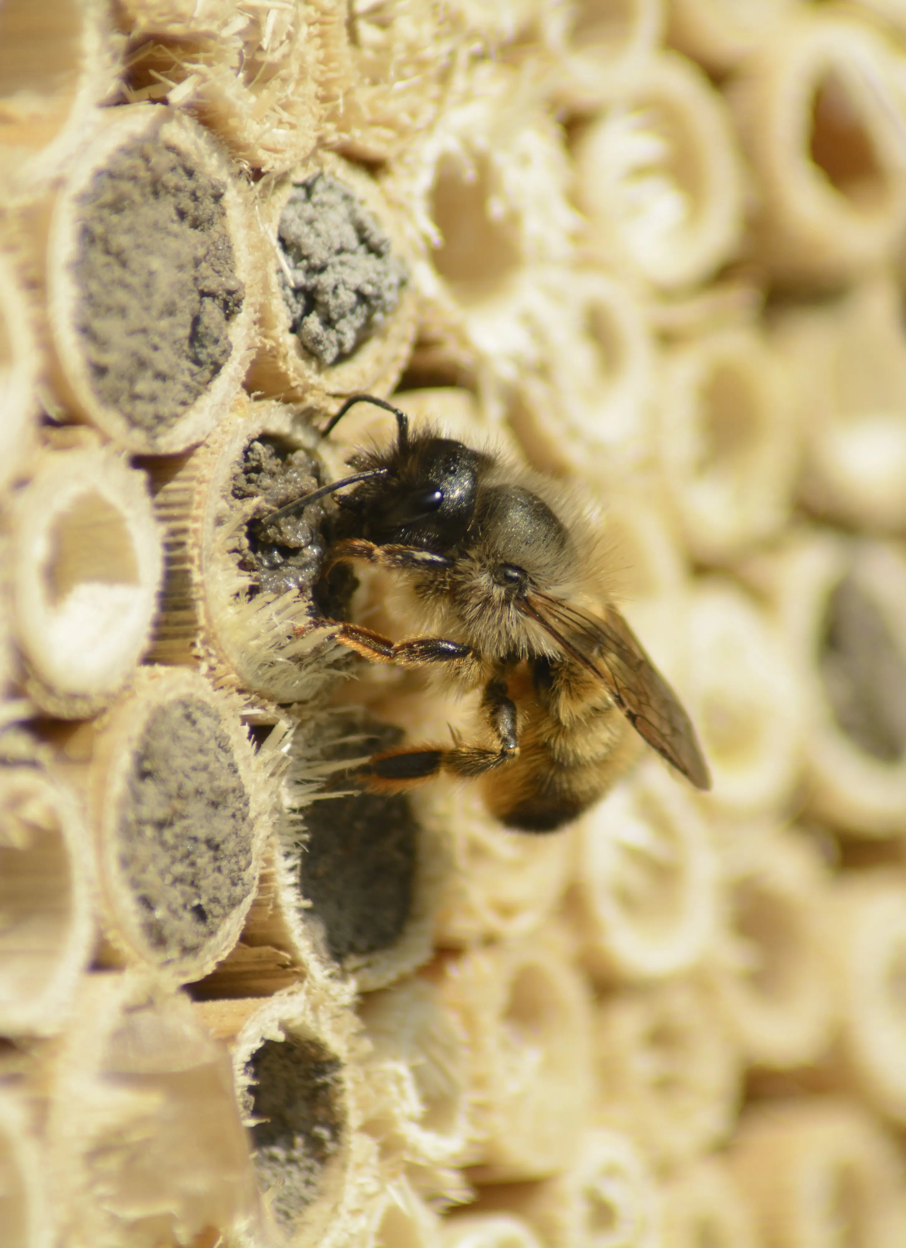 Dobar Insektenhotel 15,5 x 12 x 19,5 cm