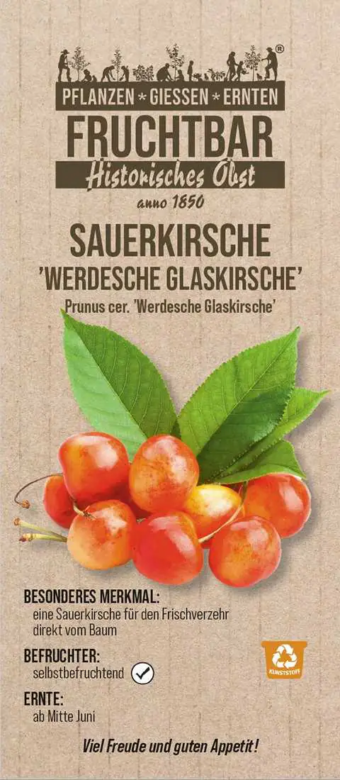 Stadt Ernte Bio Obstbaum Sauerkirsche Glaskirsche H 150 cm 29 cm Topf