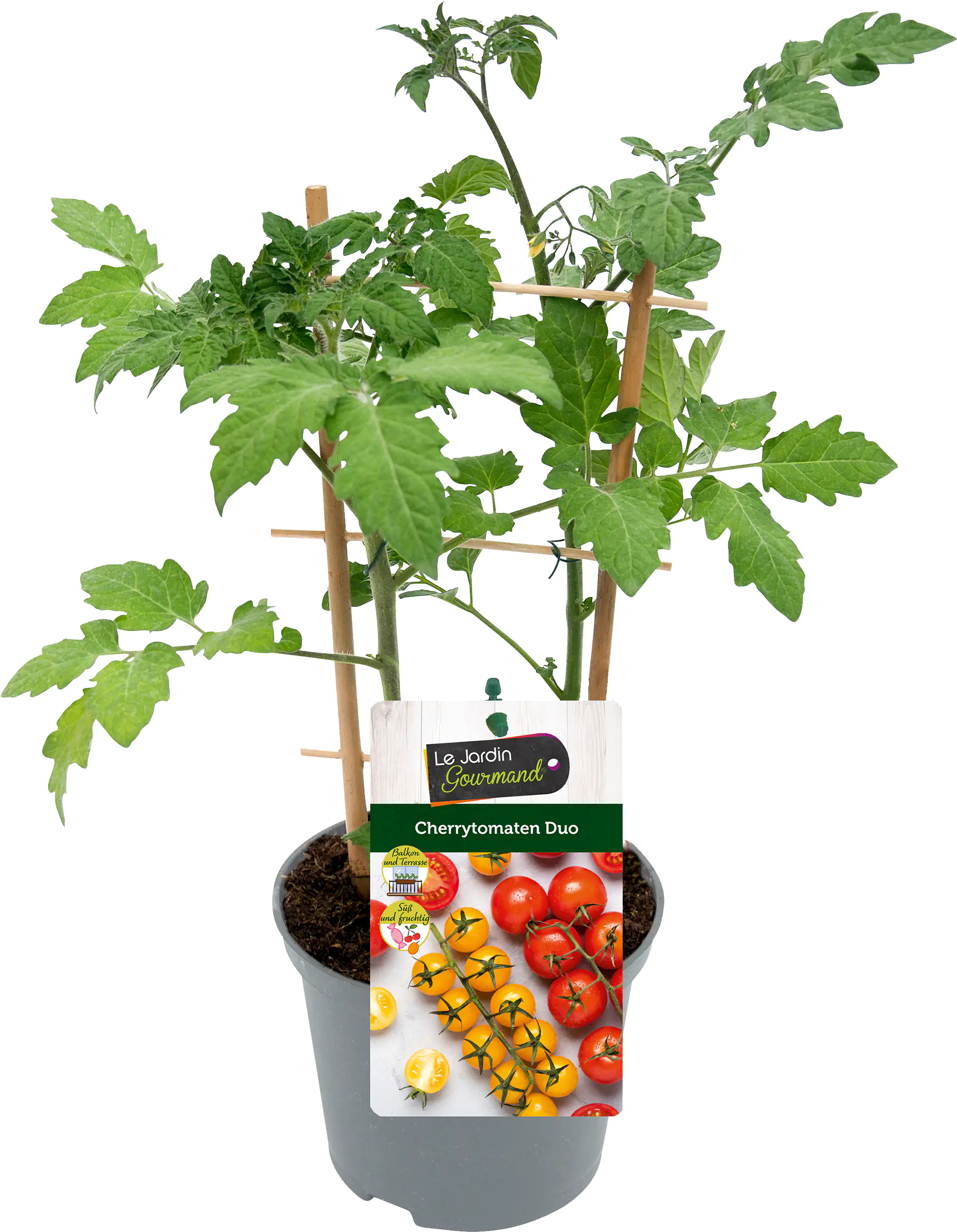 Cherrytomaten Solanum lycopersicum H ca 20 cm 12 cm Topf